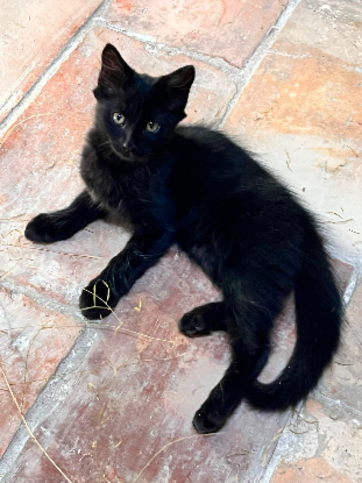 Adoption Berlioz