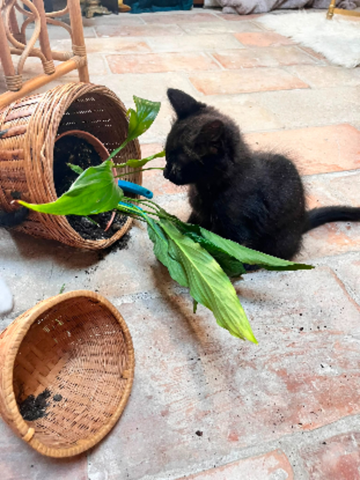 Adoption Berlioz