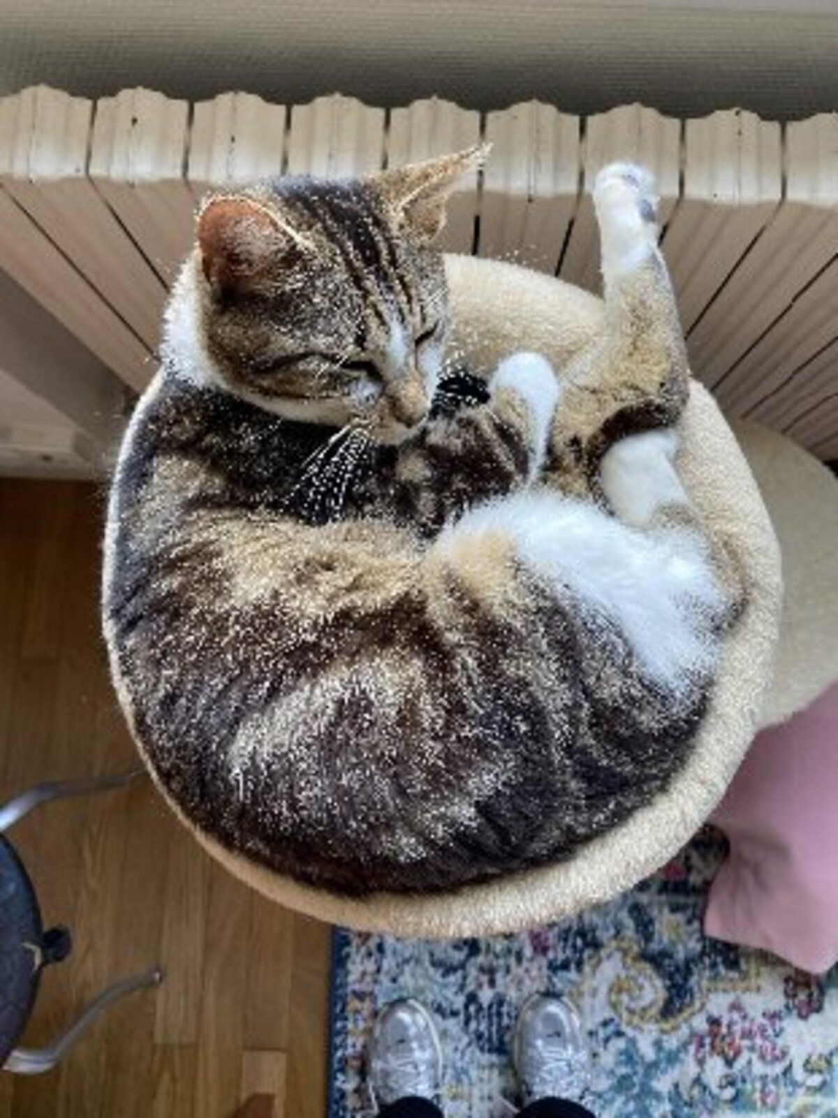 Adoption Bernard