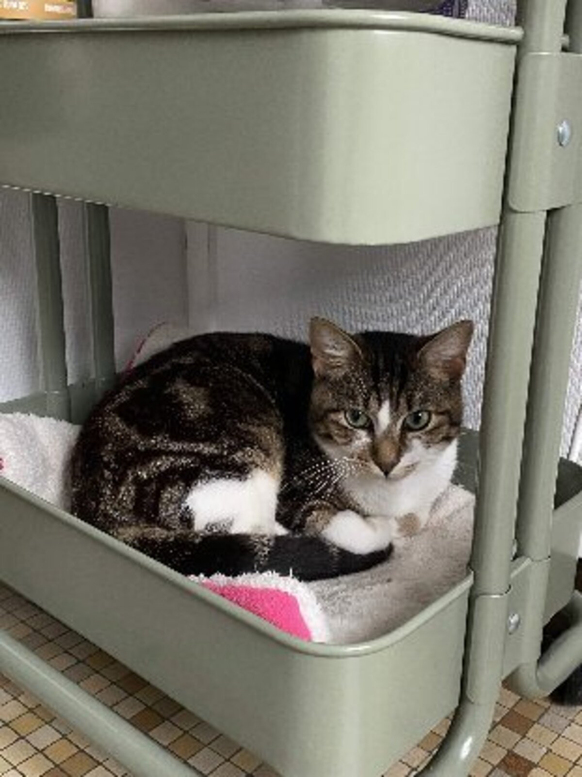 Adoption Bernard
