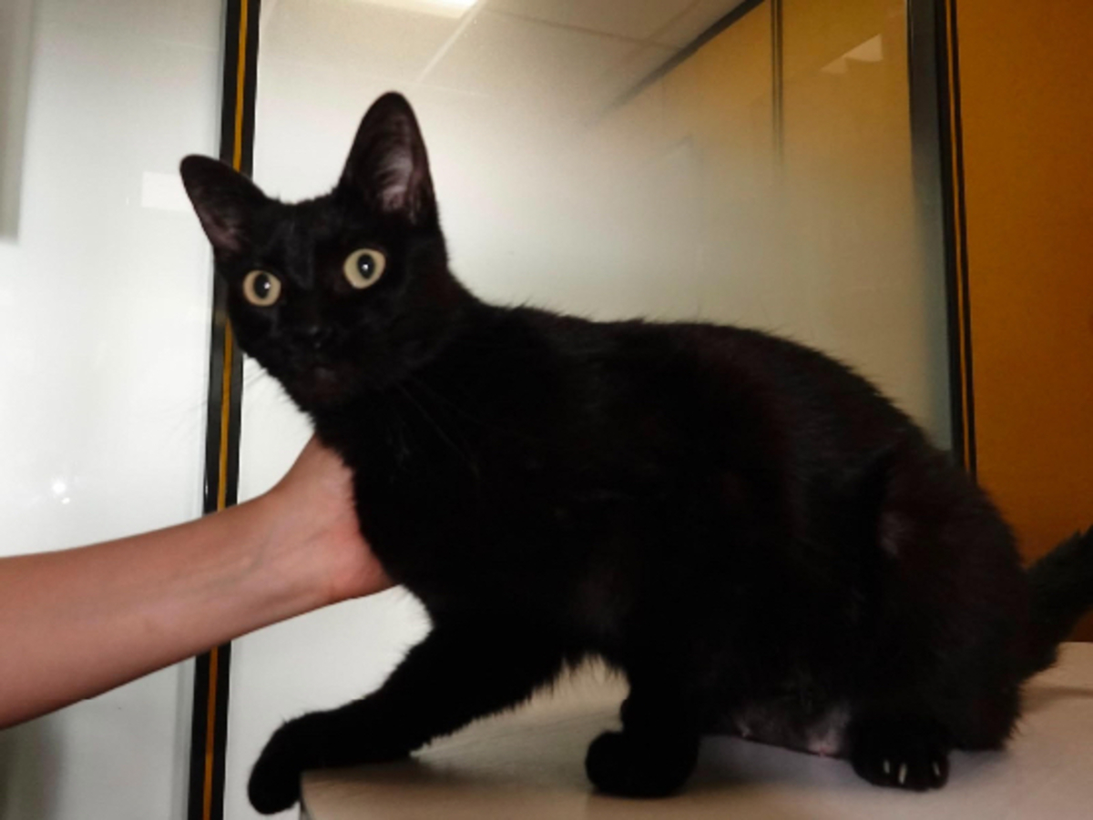Adoption Beryle