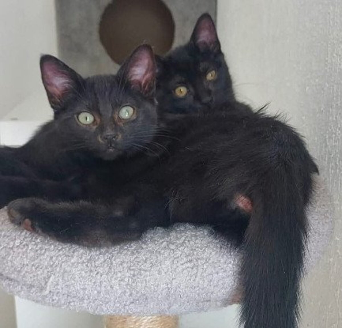 Adoption Betty