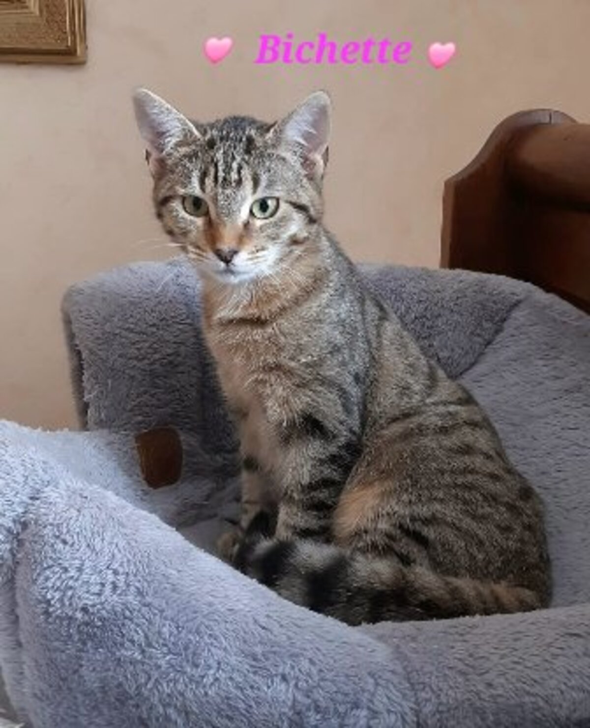 Adoption Bichette