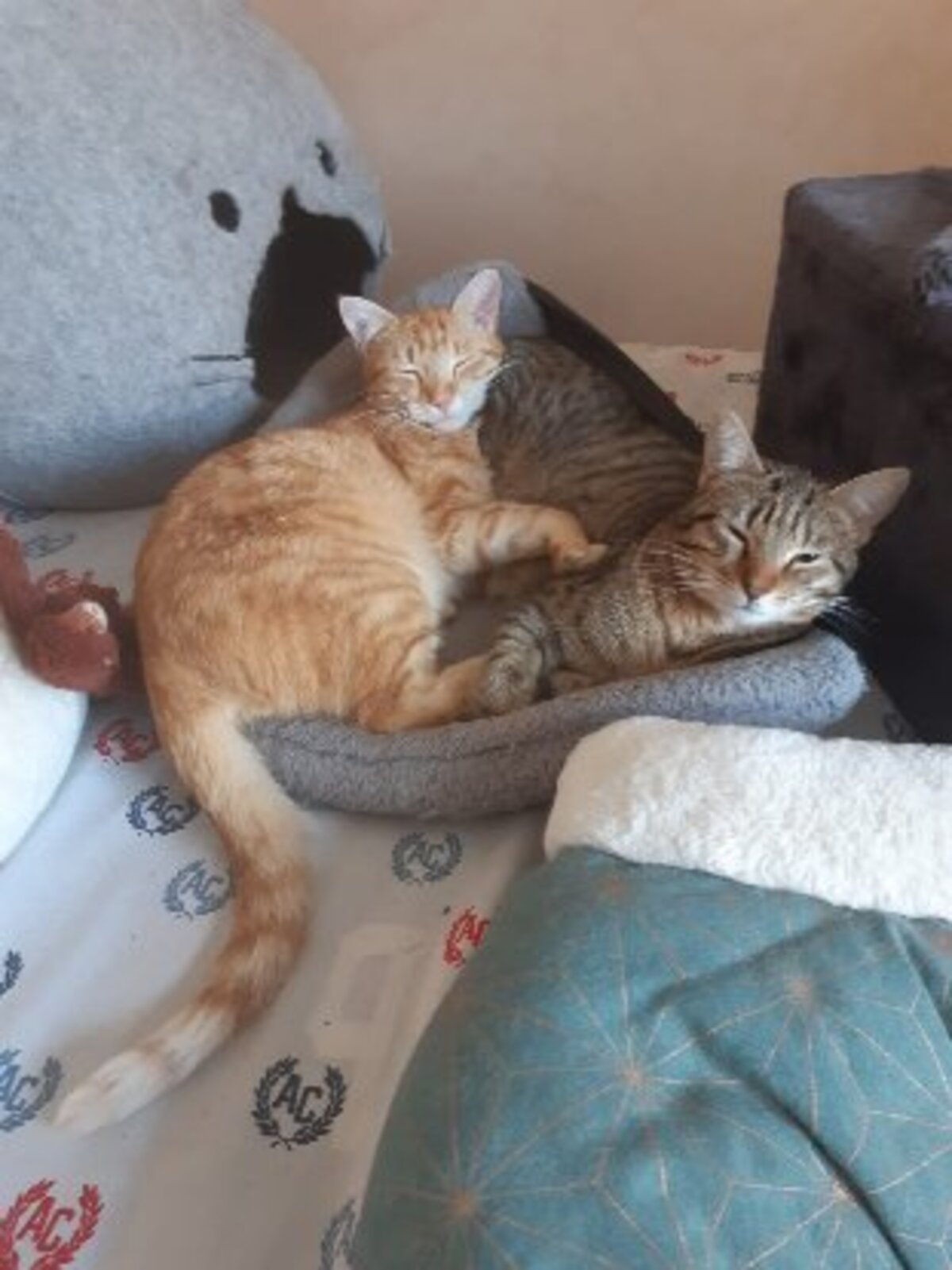 Adoption Bichette