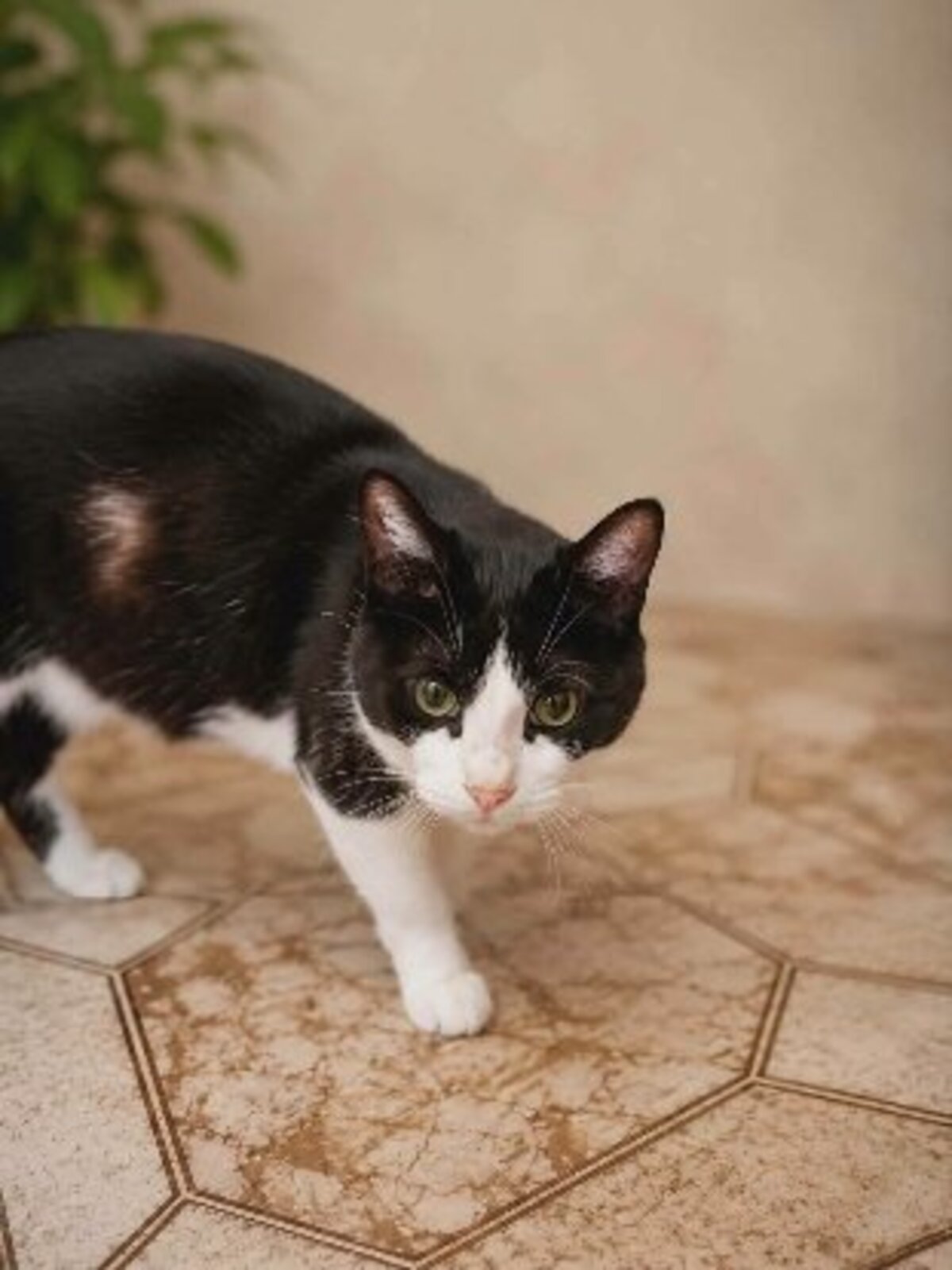 Adoption Bichette
