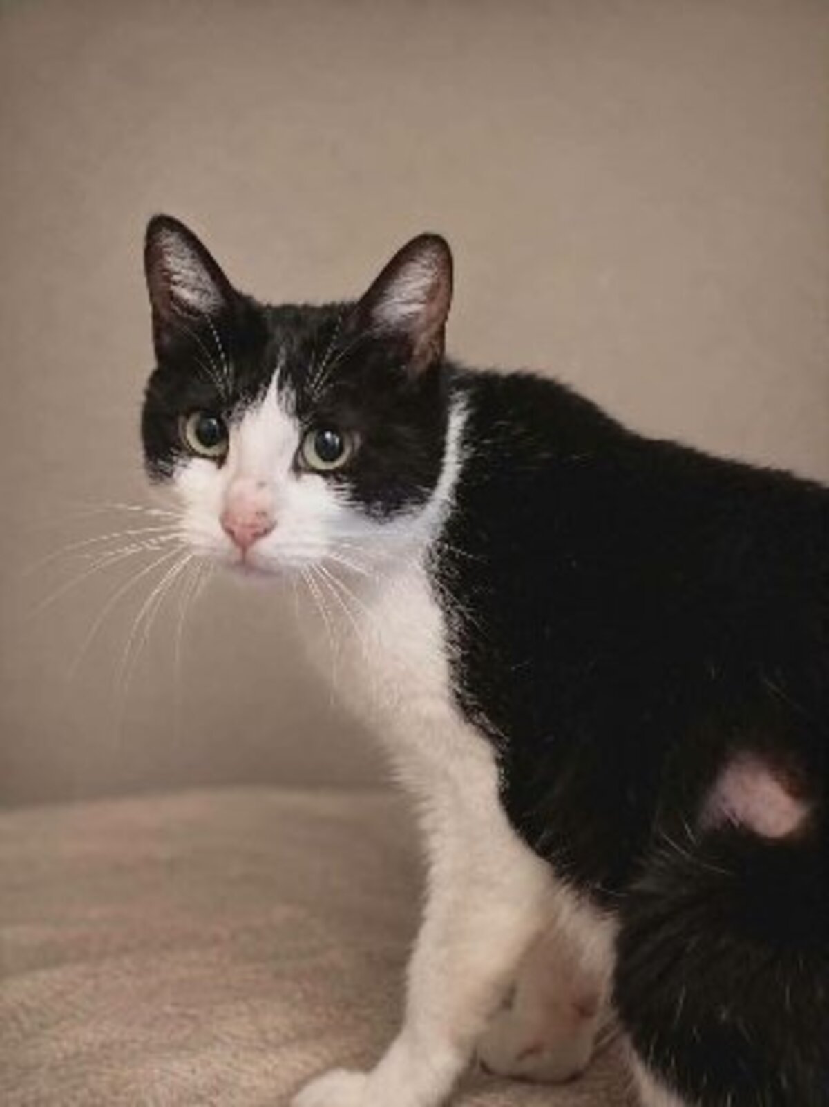 Adoption Bichette
