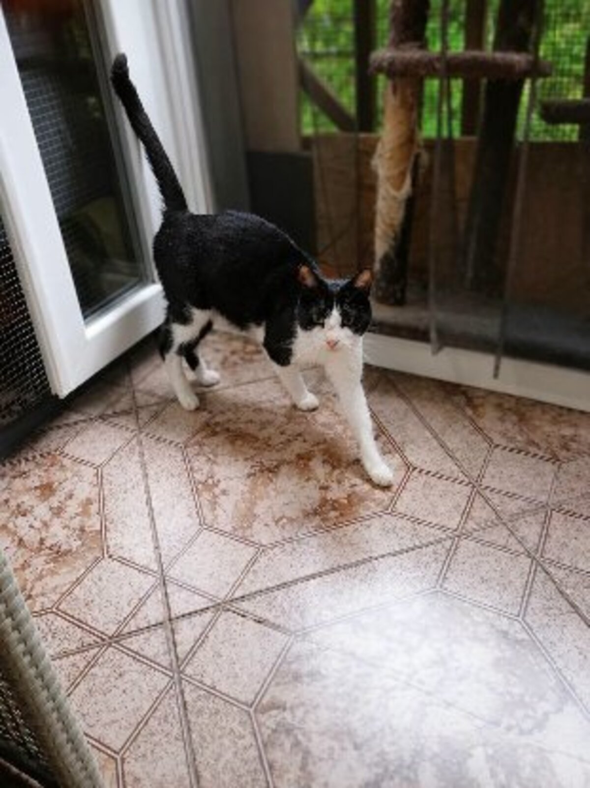 Adoption Bichette