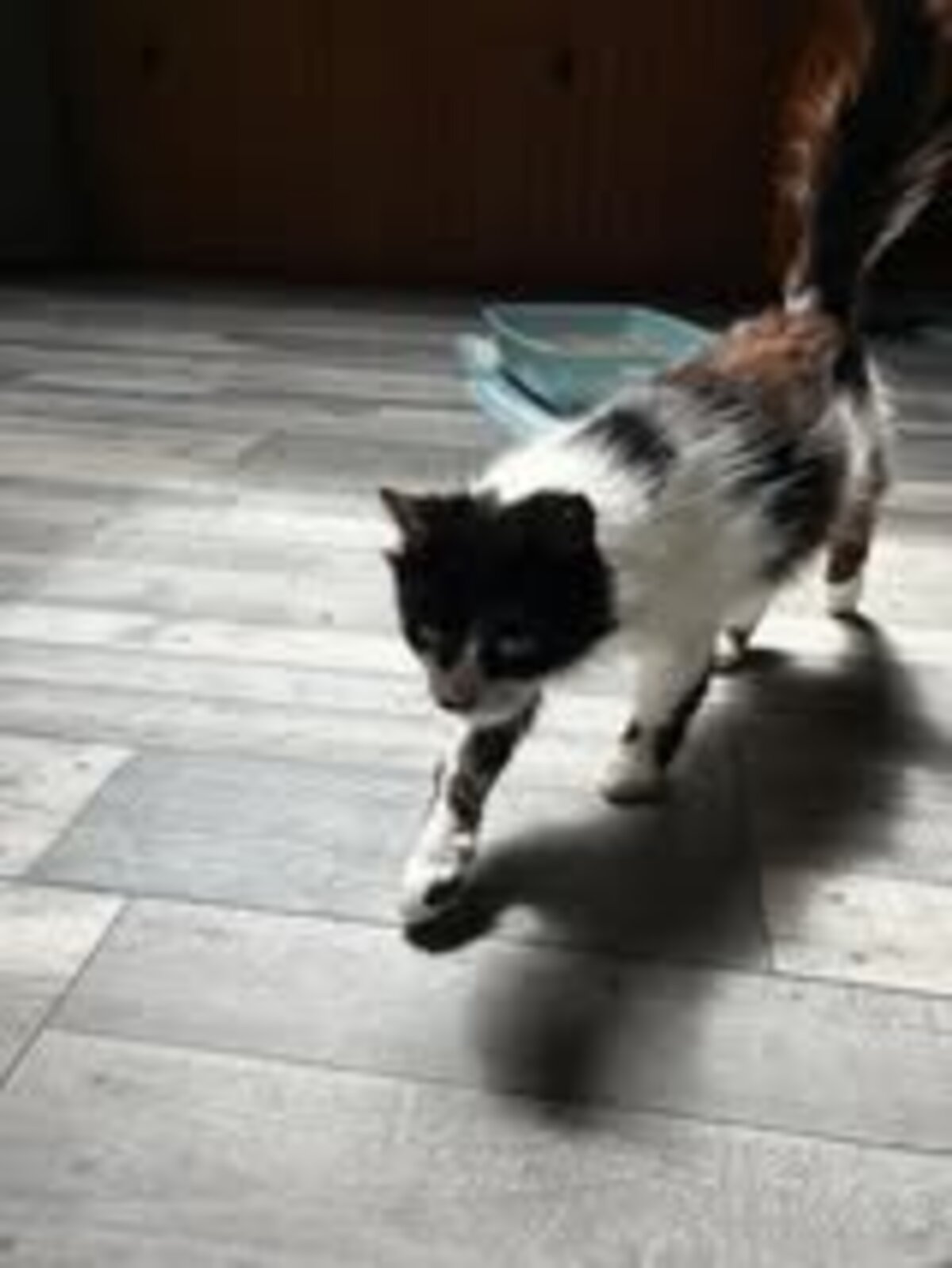 Adoption Billiejean