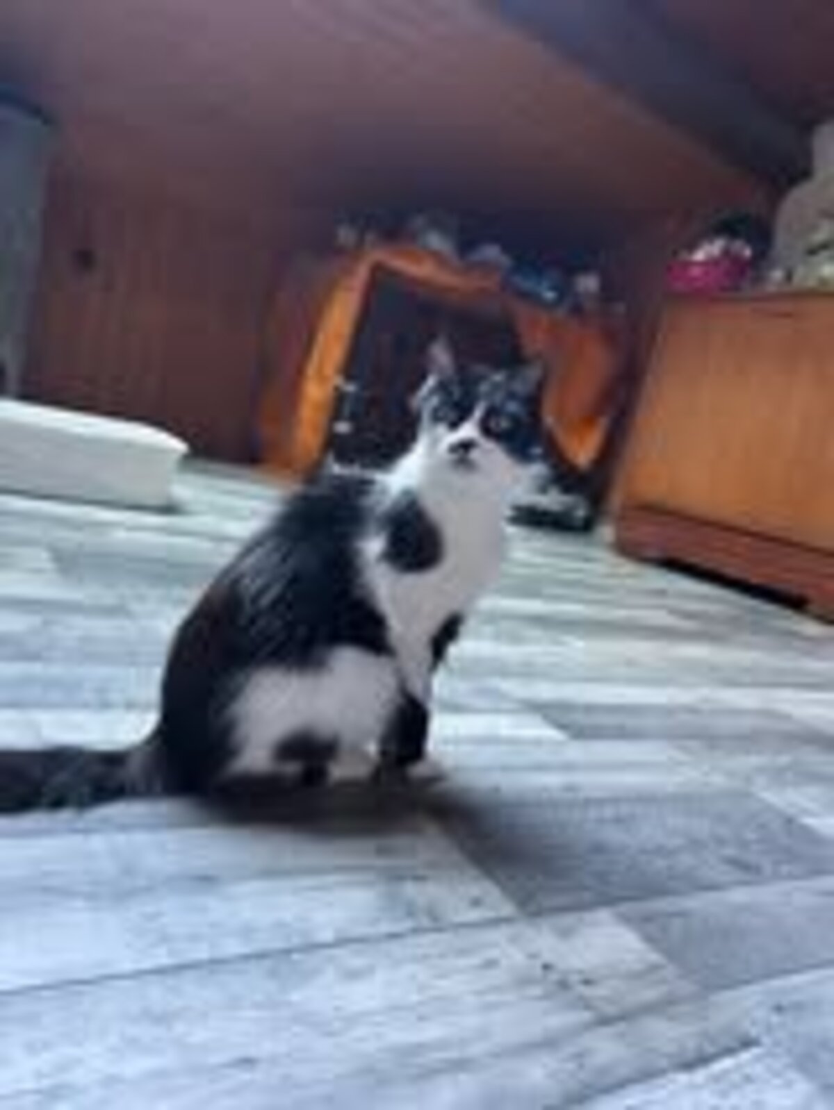 Adoption Billiejean