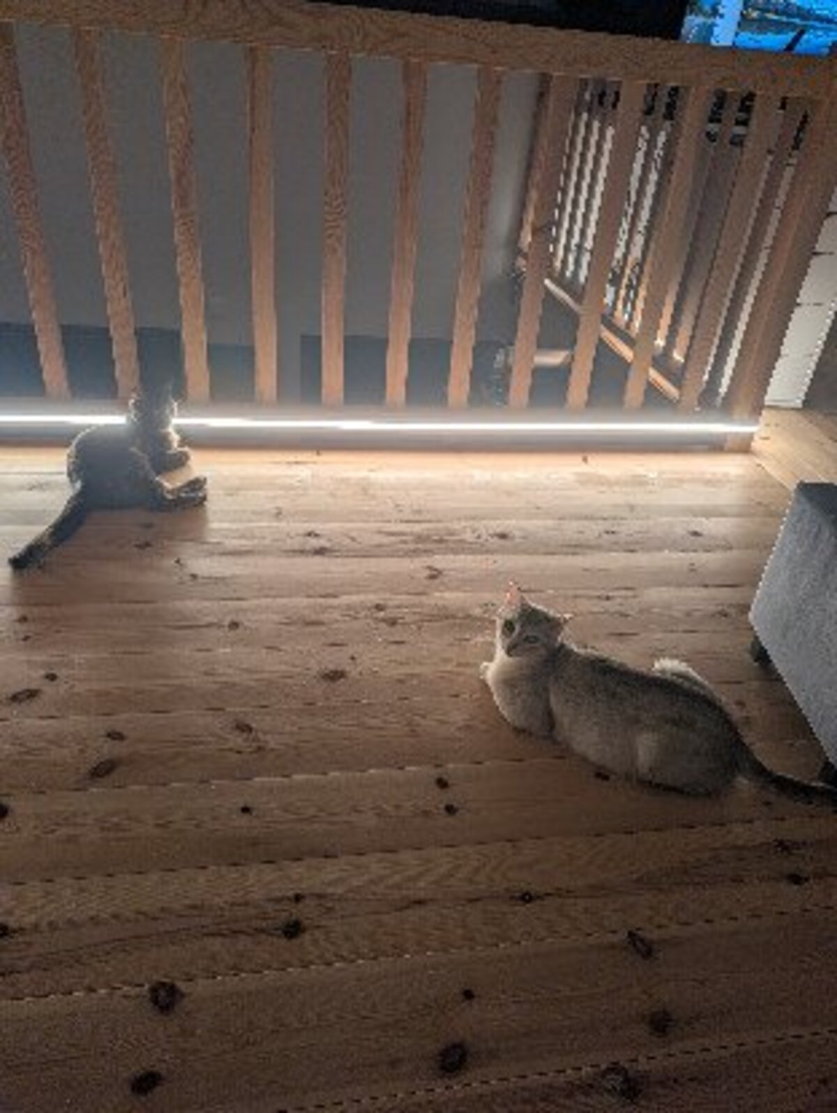 Adoption Biscotte