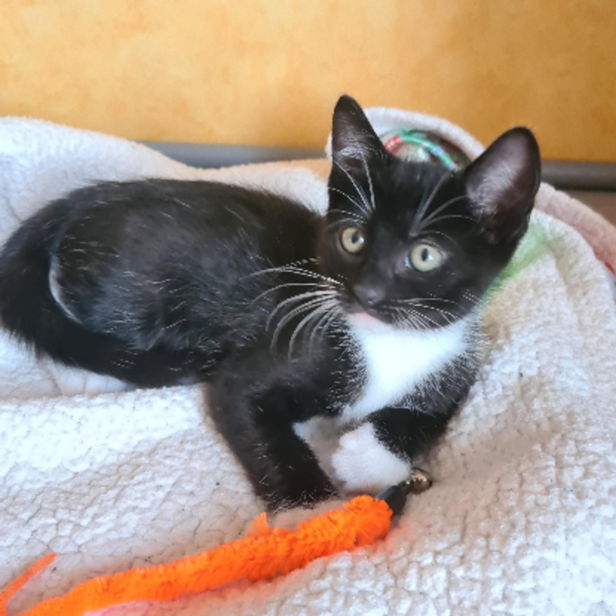 Adoption Biscuit