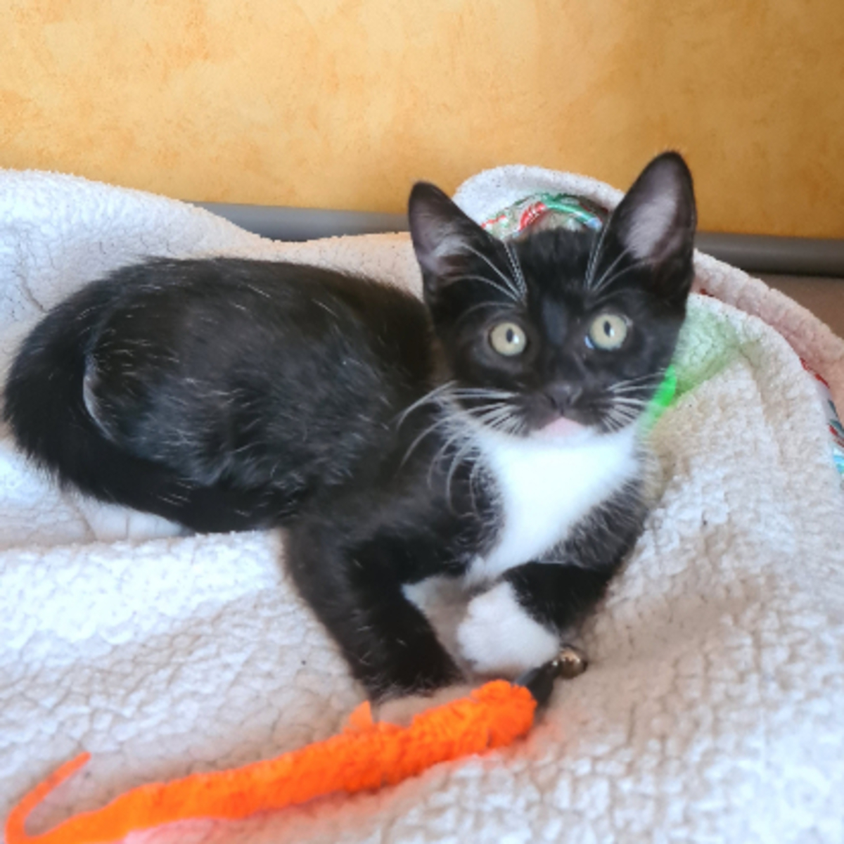 Adoption Biscuit