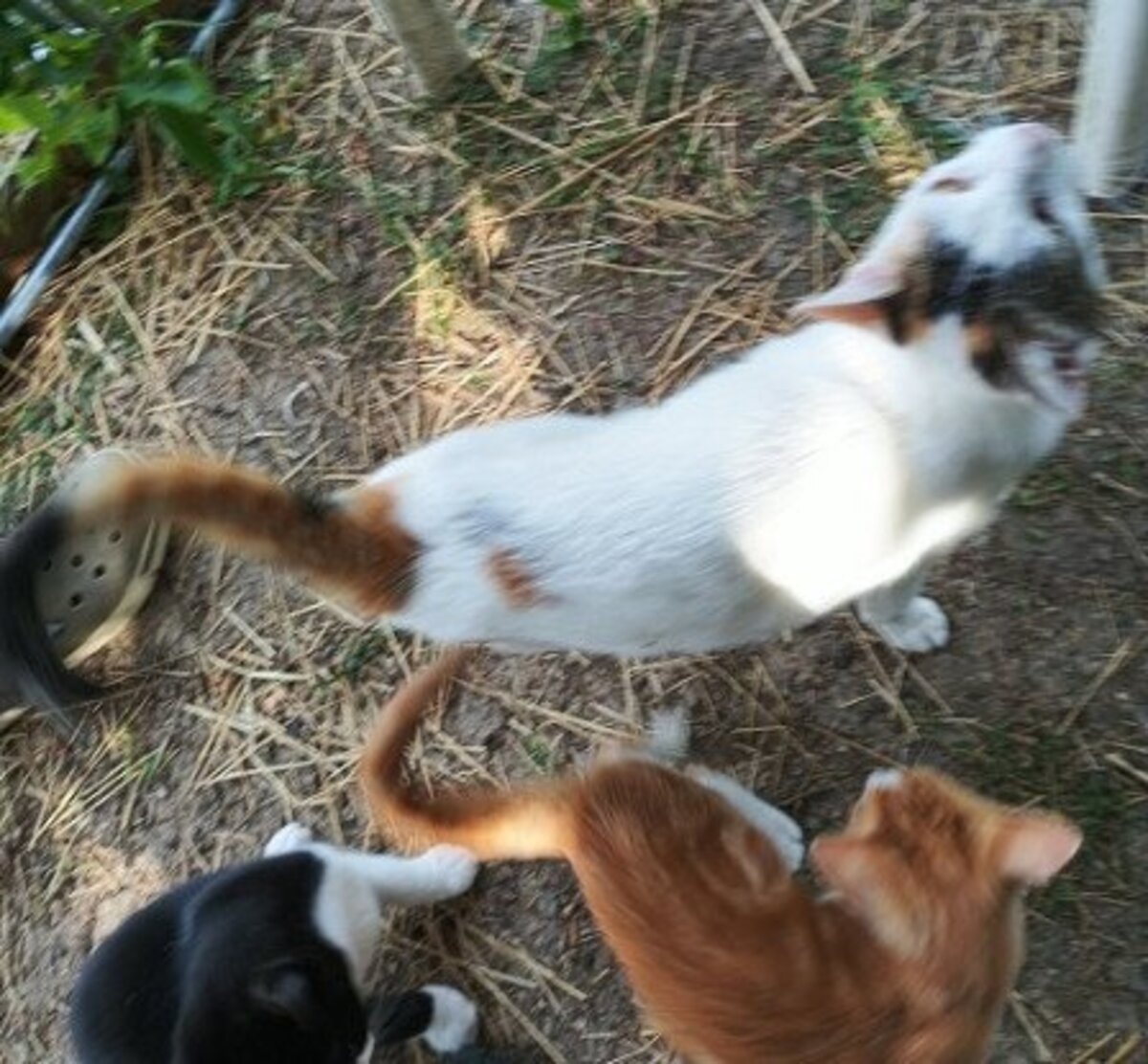 Adoption Bithiah