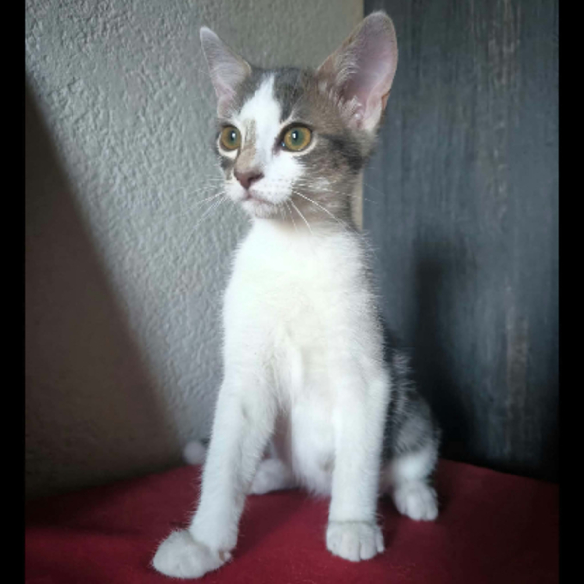 Adoption Blaidd