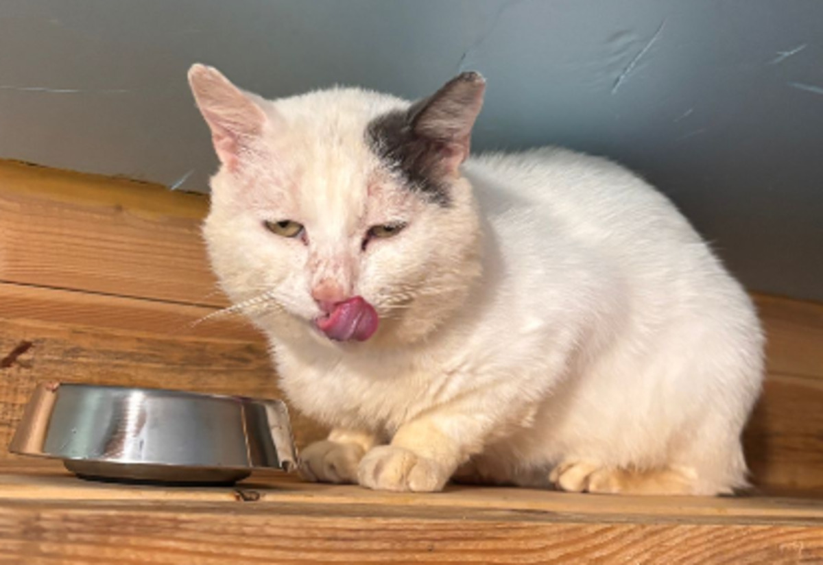 Adoption Blanco