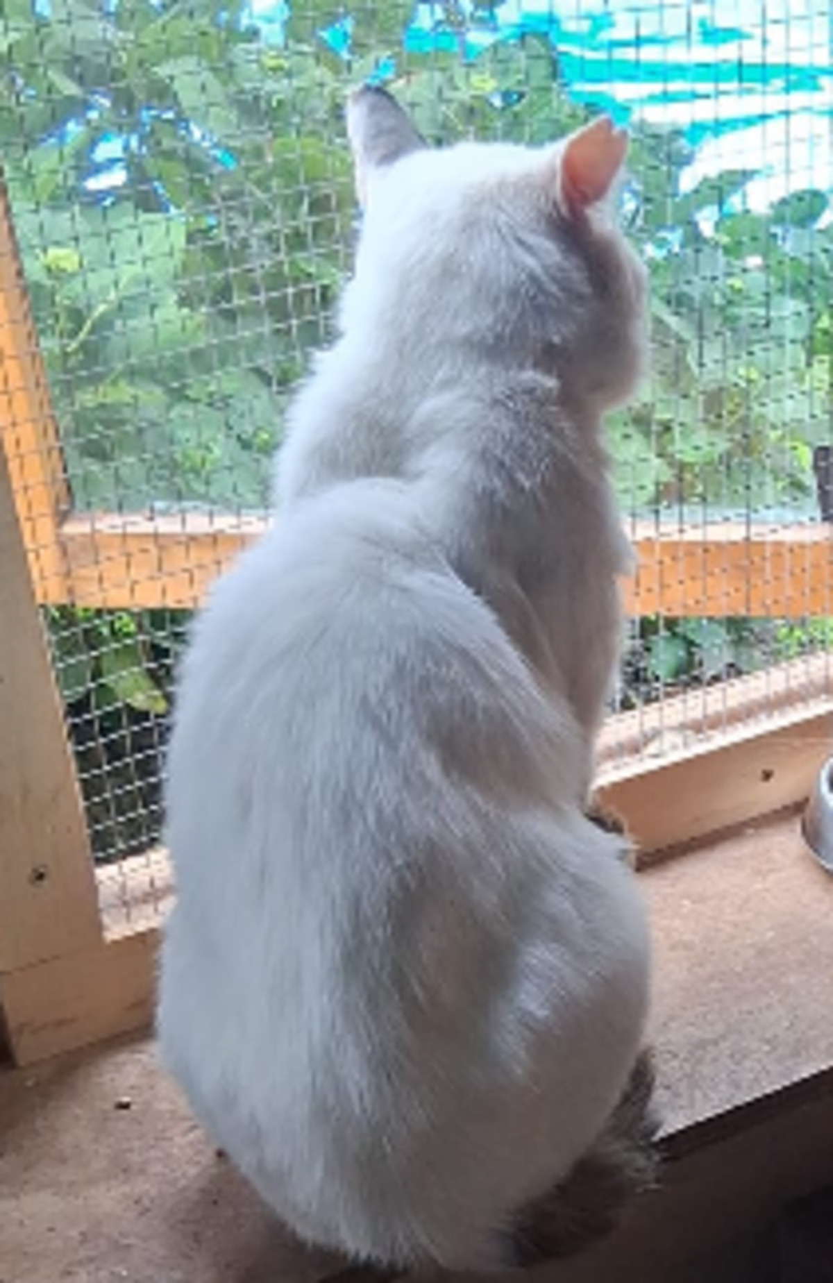 Adoption Blanco