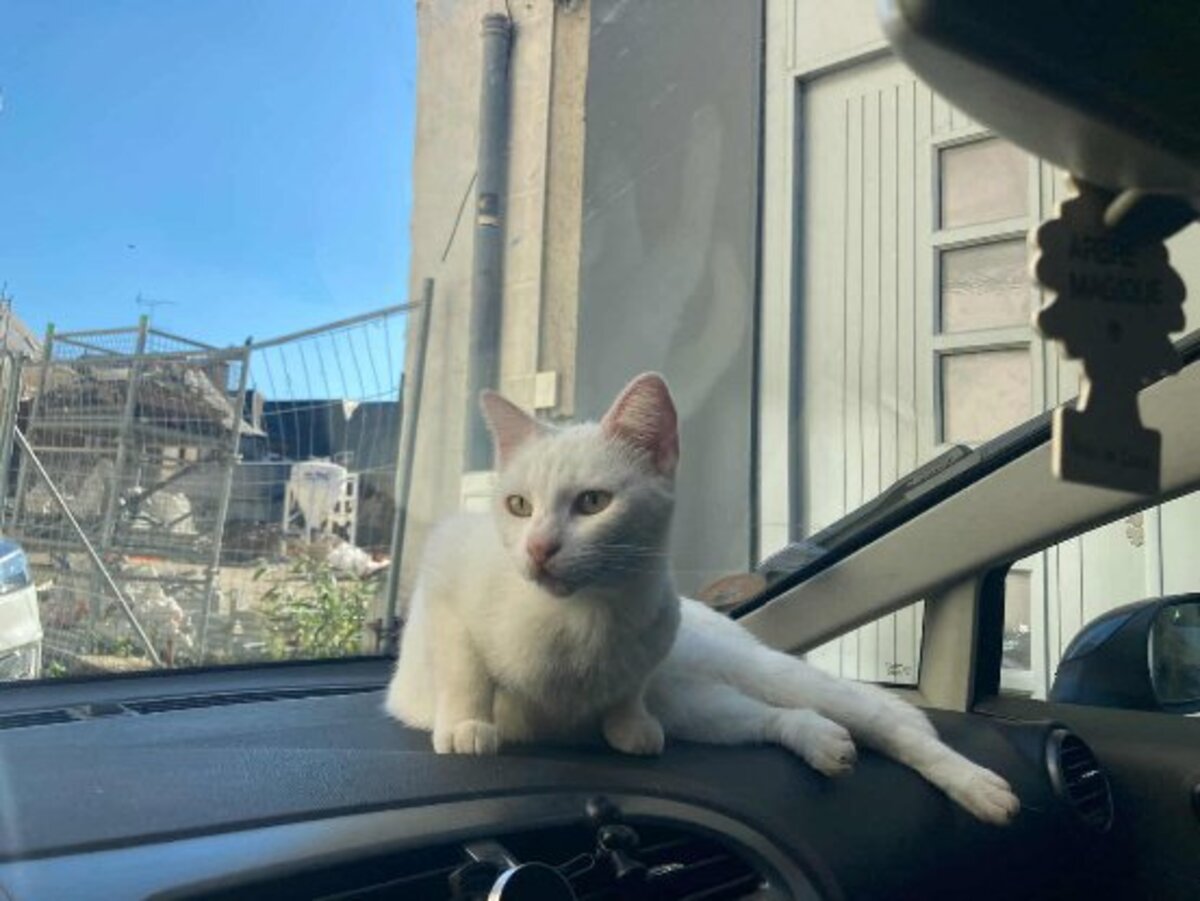 Adoption Blanquette