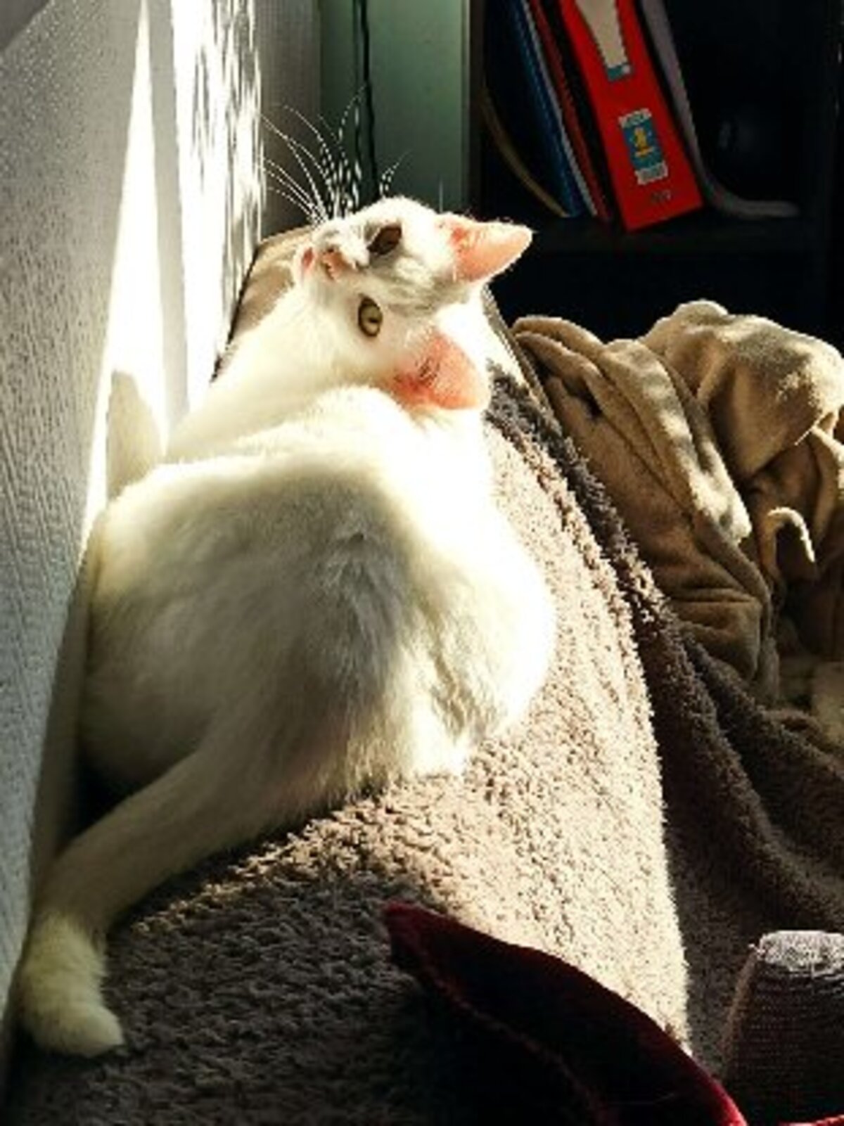 Adoption Blanquette