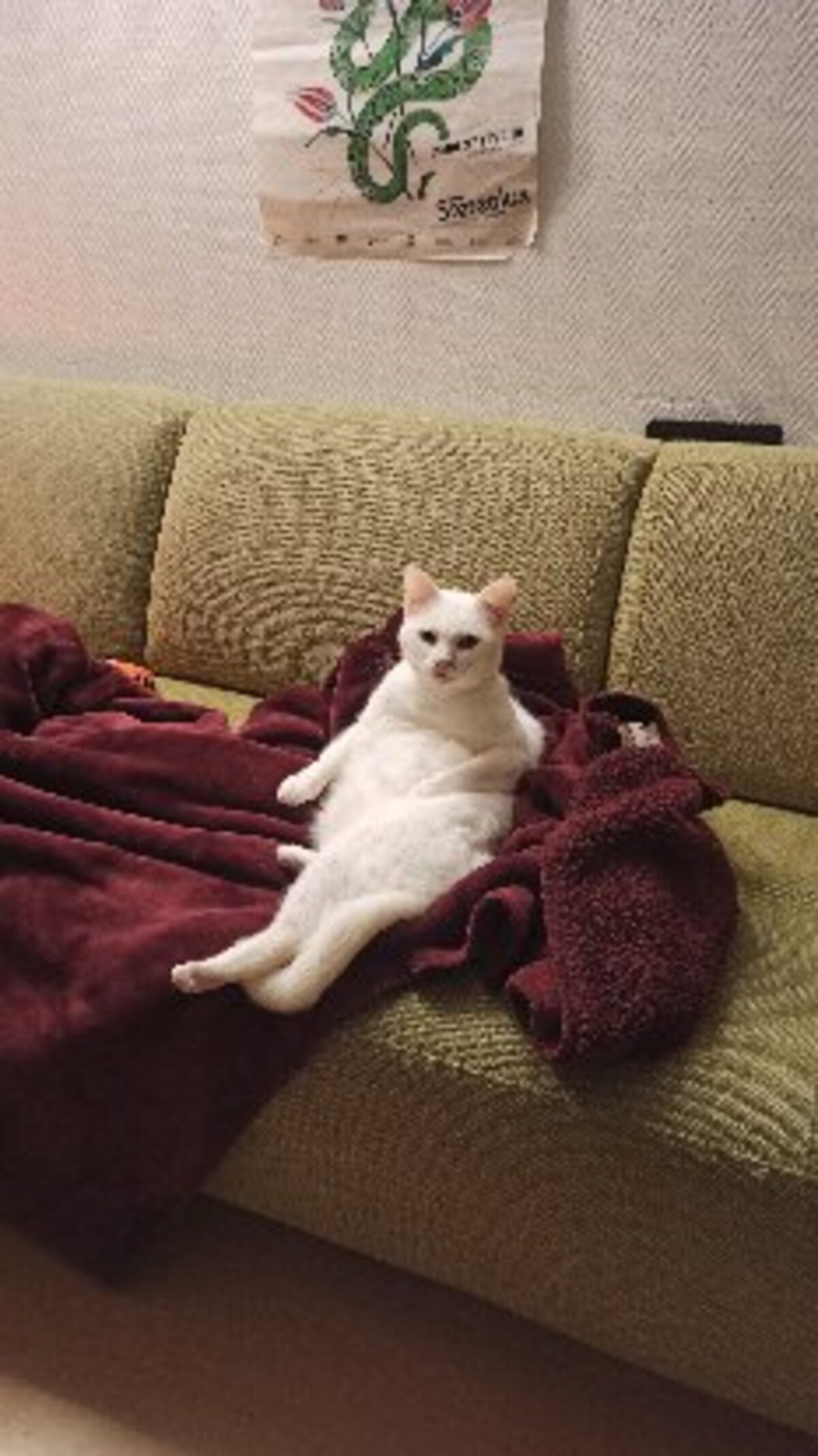 Adoption Blanquette