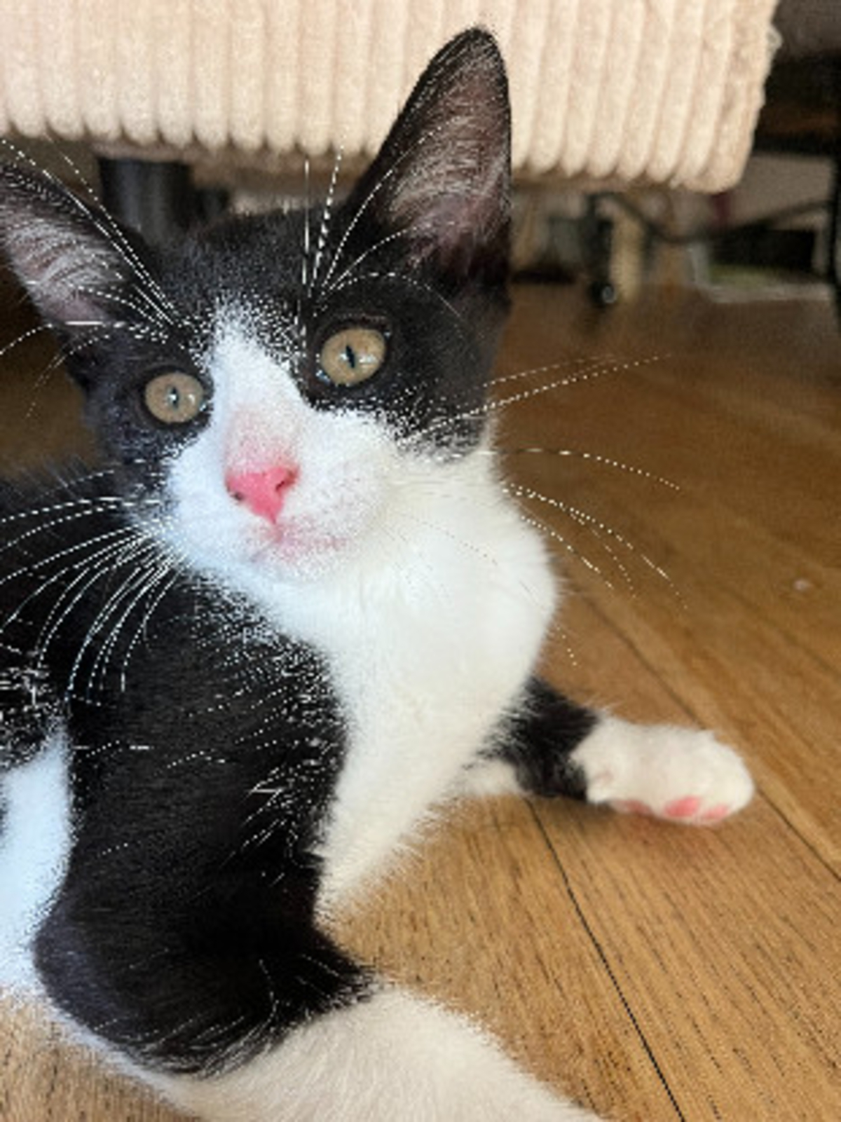 Adoption Bliss