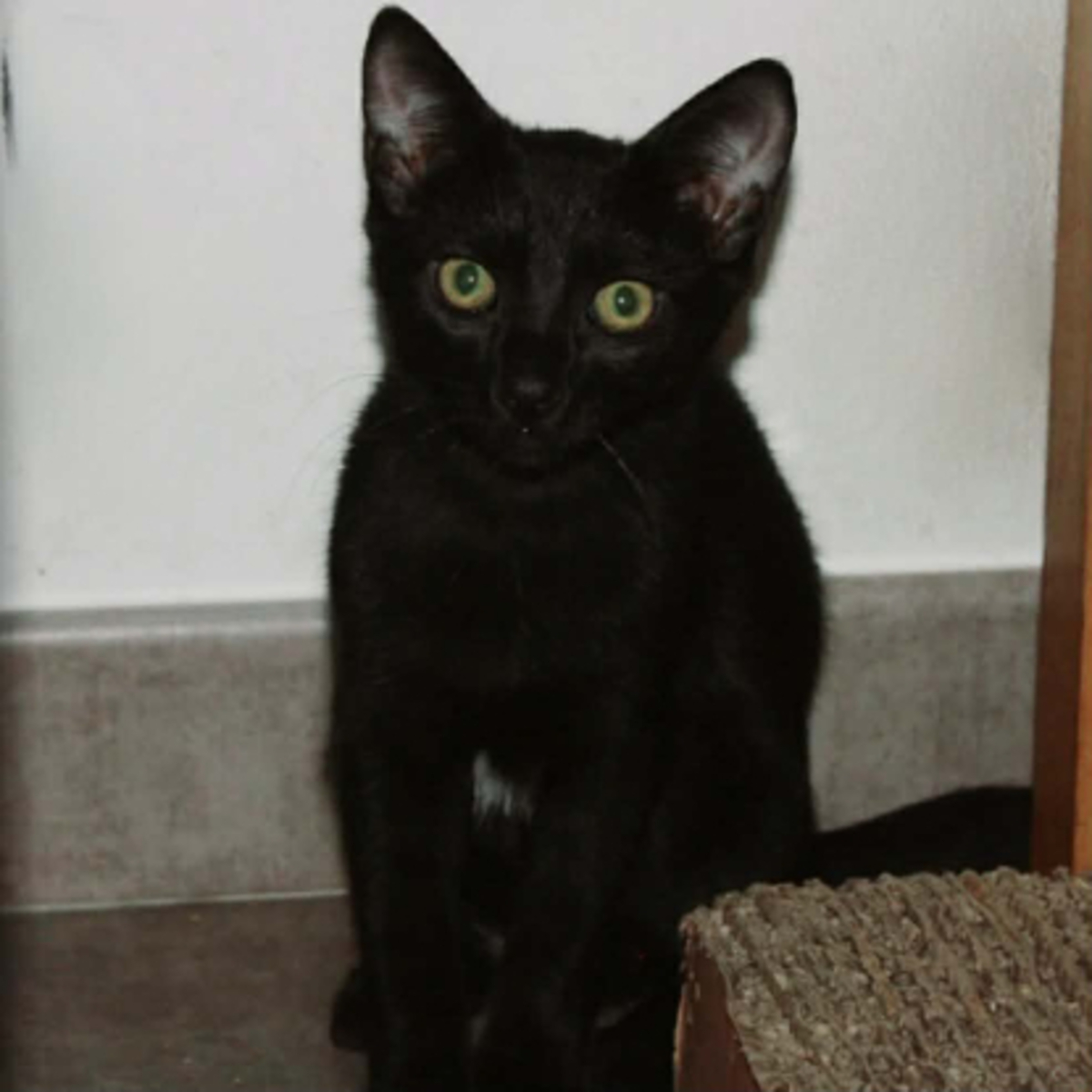 Adoption Blizzard