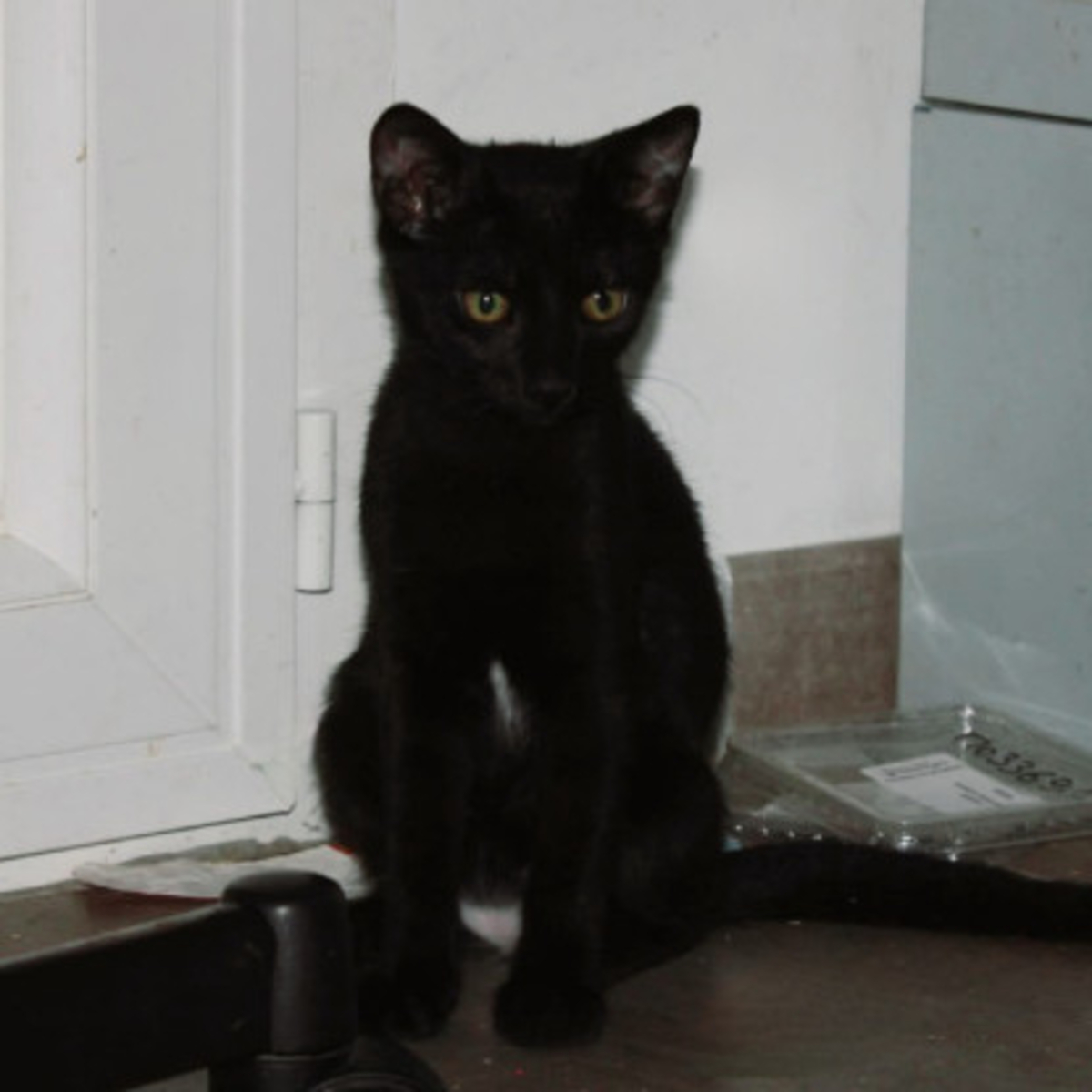 Adoption Blizzard