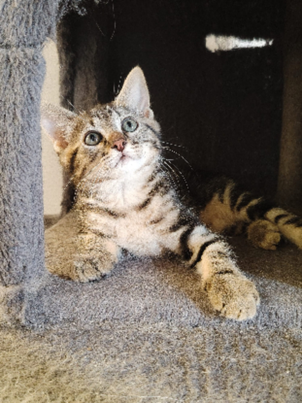 Adoption Blue