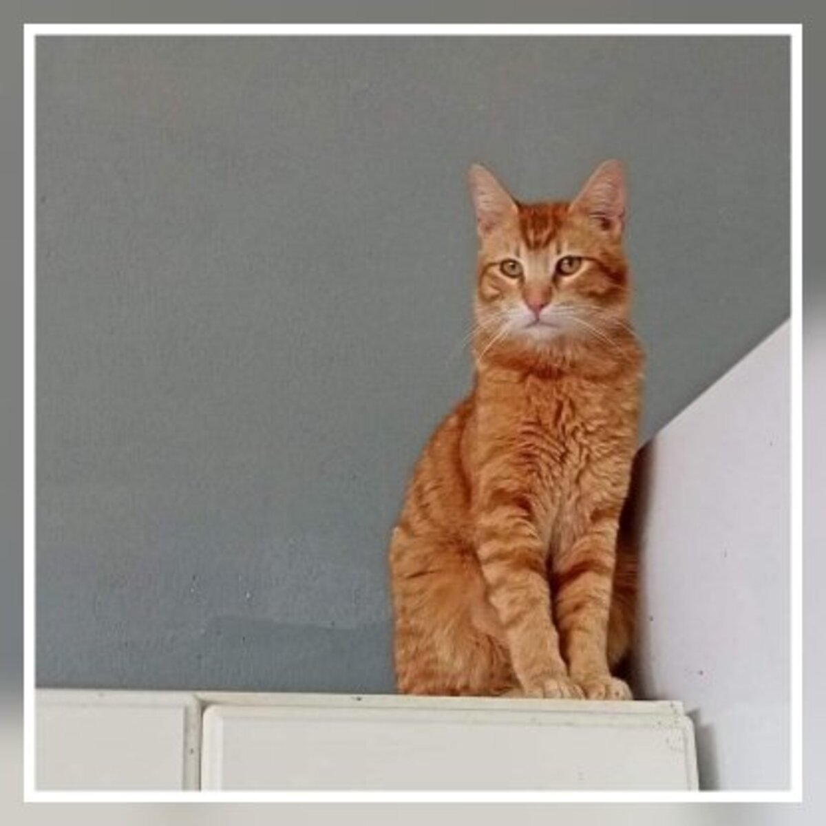 Adoption Blues