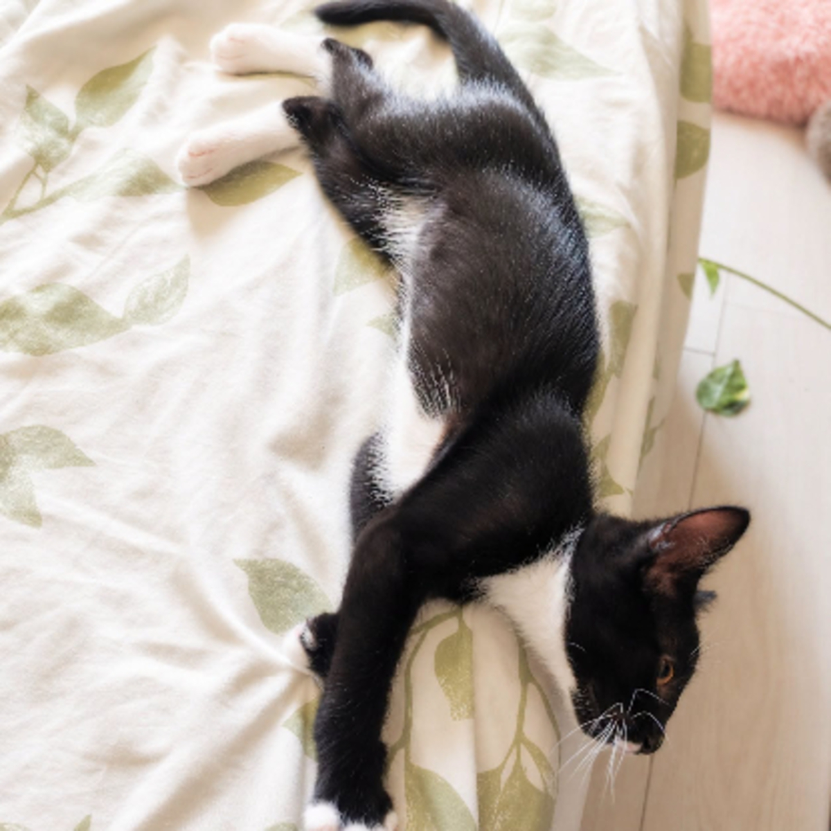 Adoption Bo