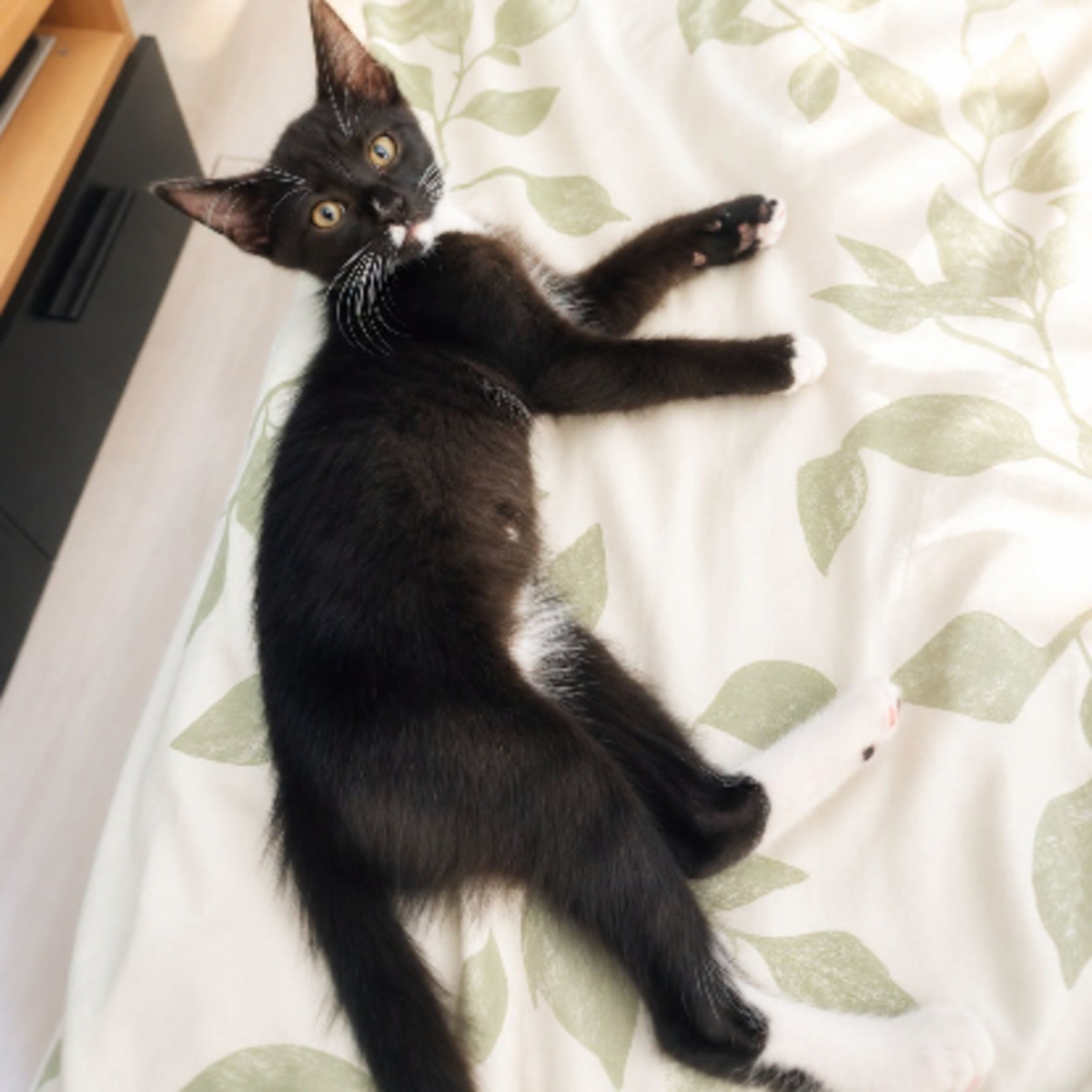 Adoption Bo