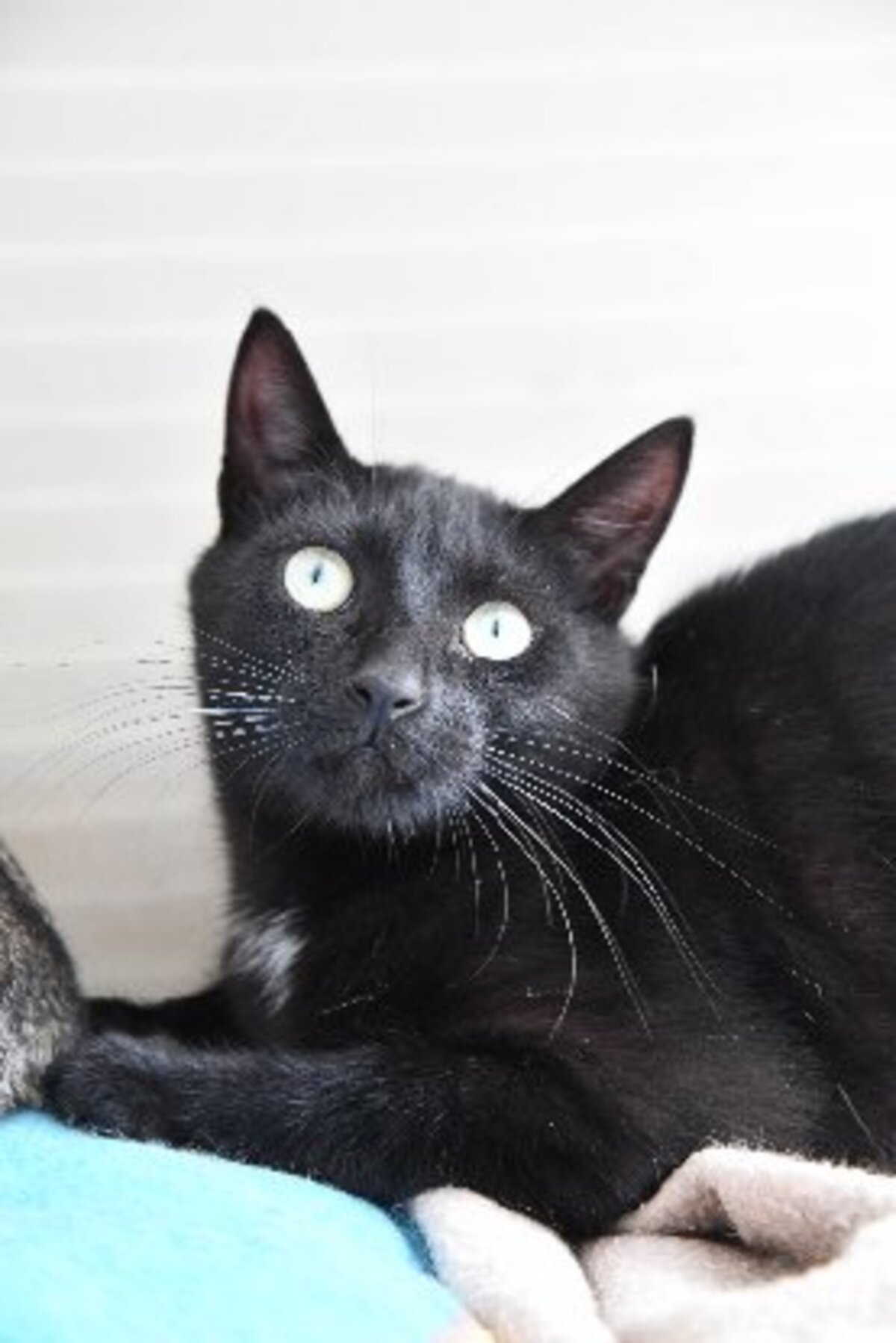 Adoption BOB