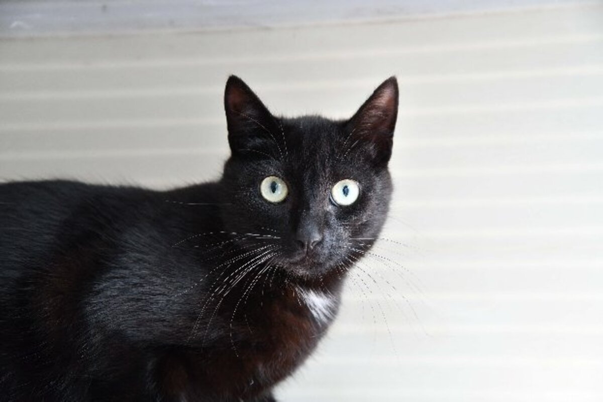 Adoption BOB