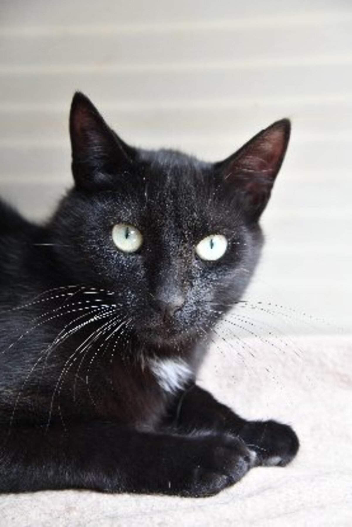 Adoption BOB