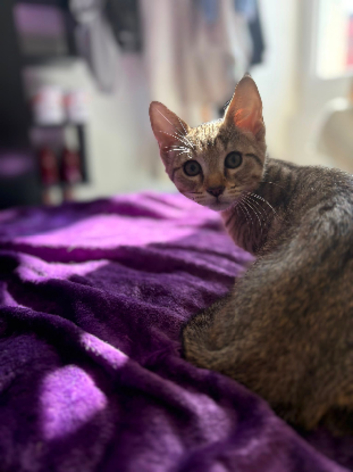 Adoption Boba