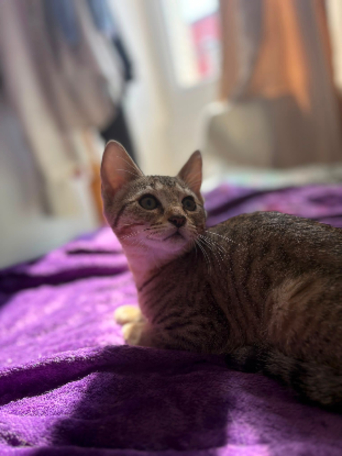 Adoption Boba