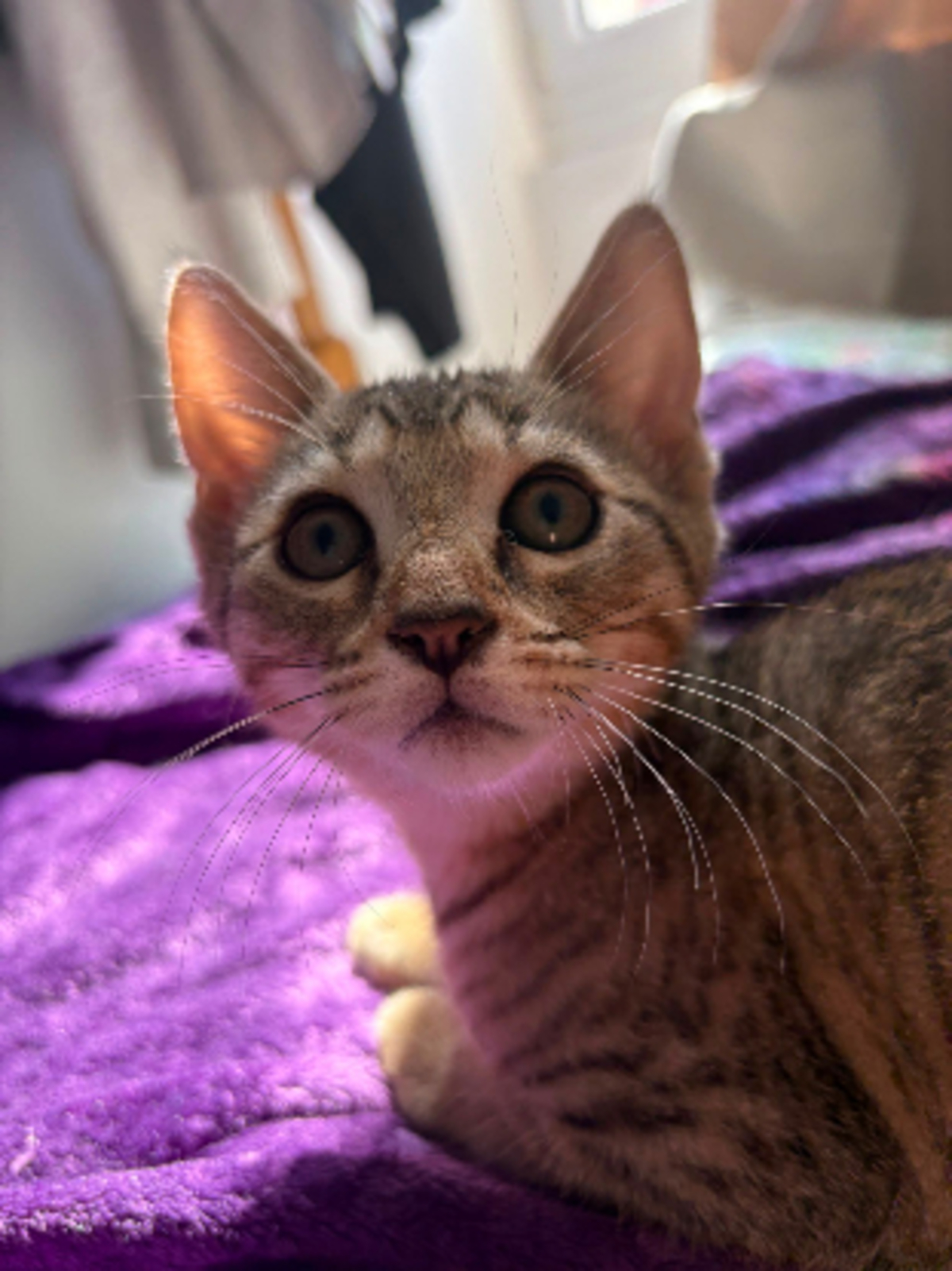 Adoption Boba