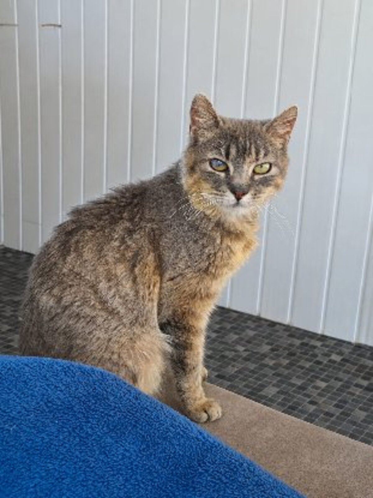 Adoption Bohème