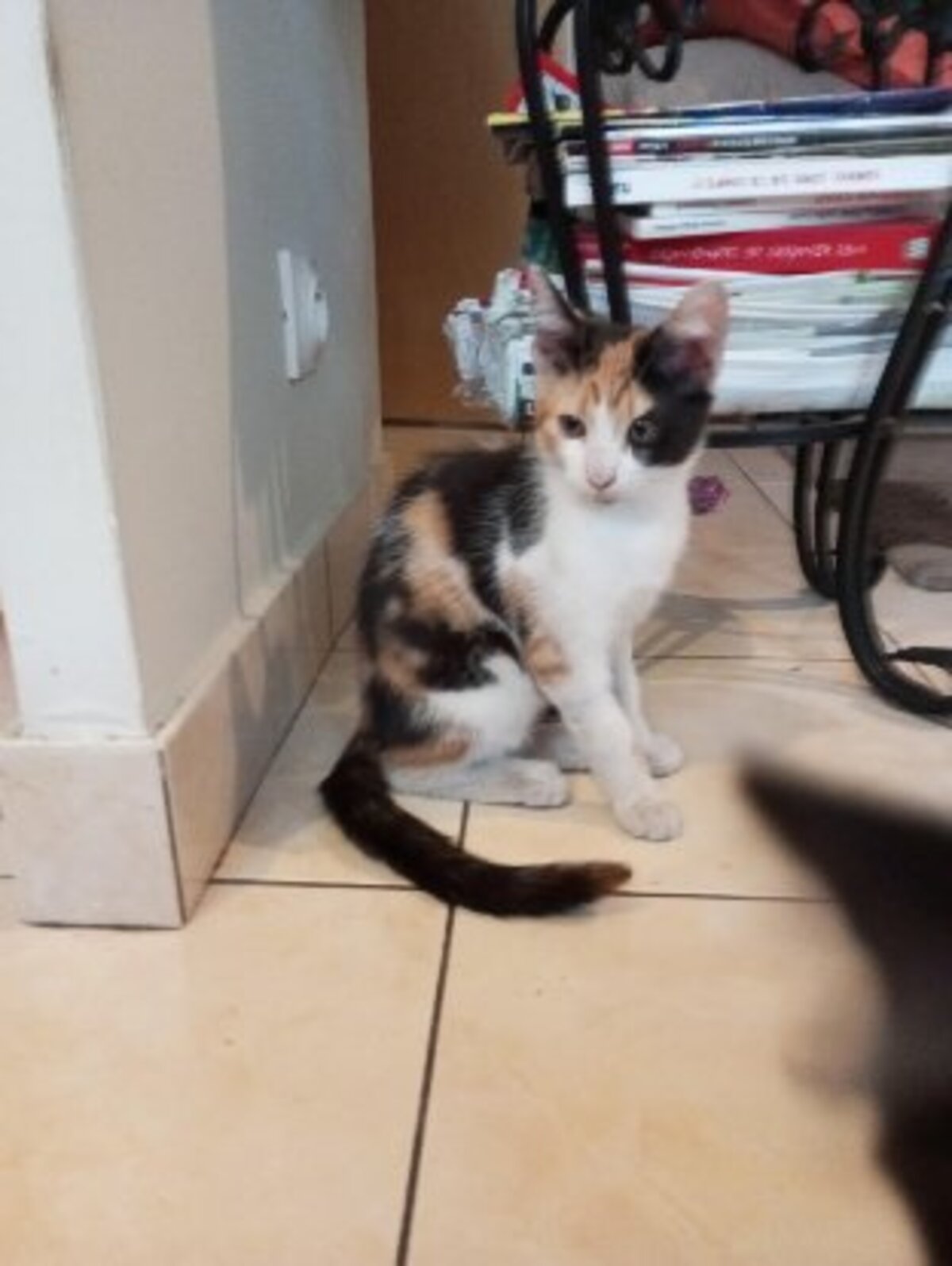Adoption Bonnie