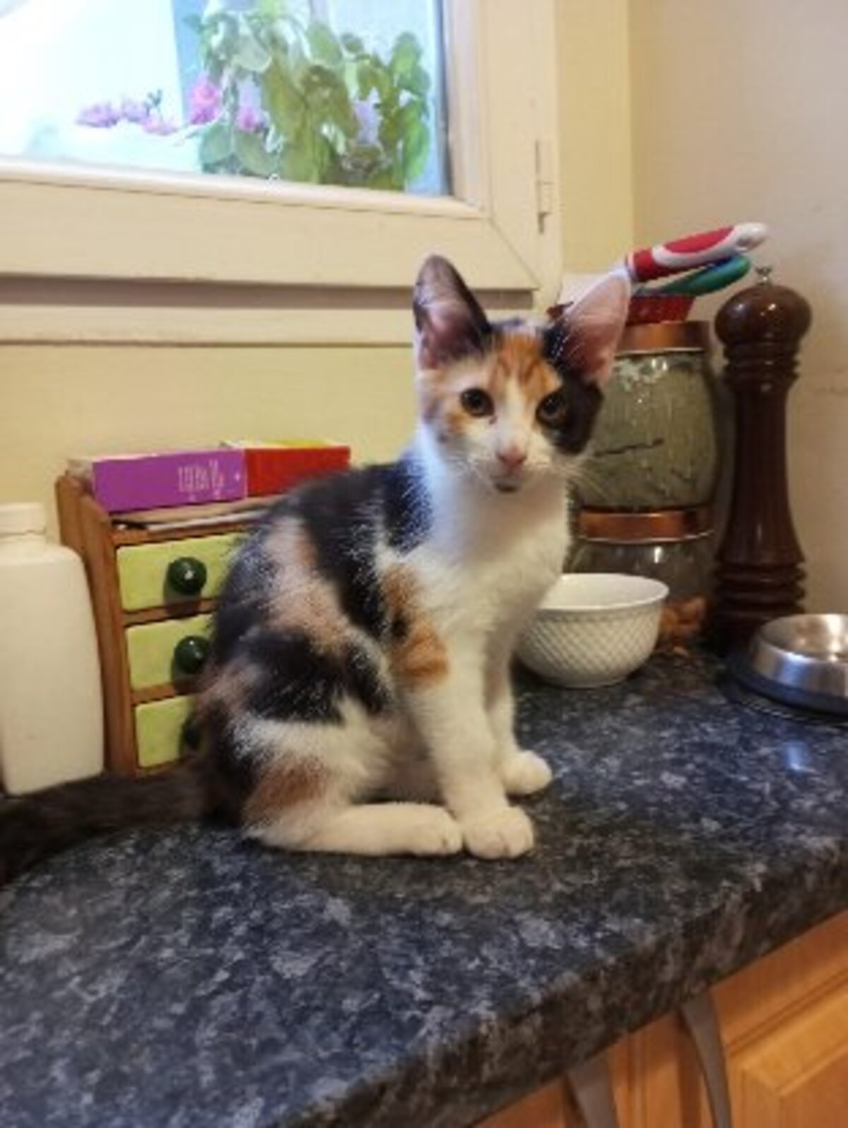Adoption Bonnie