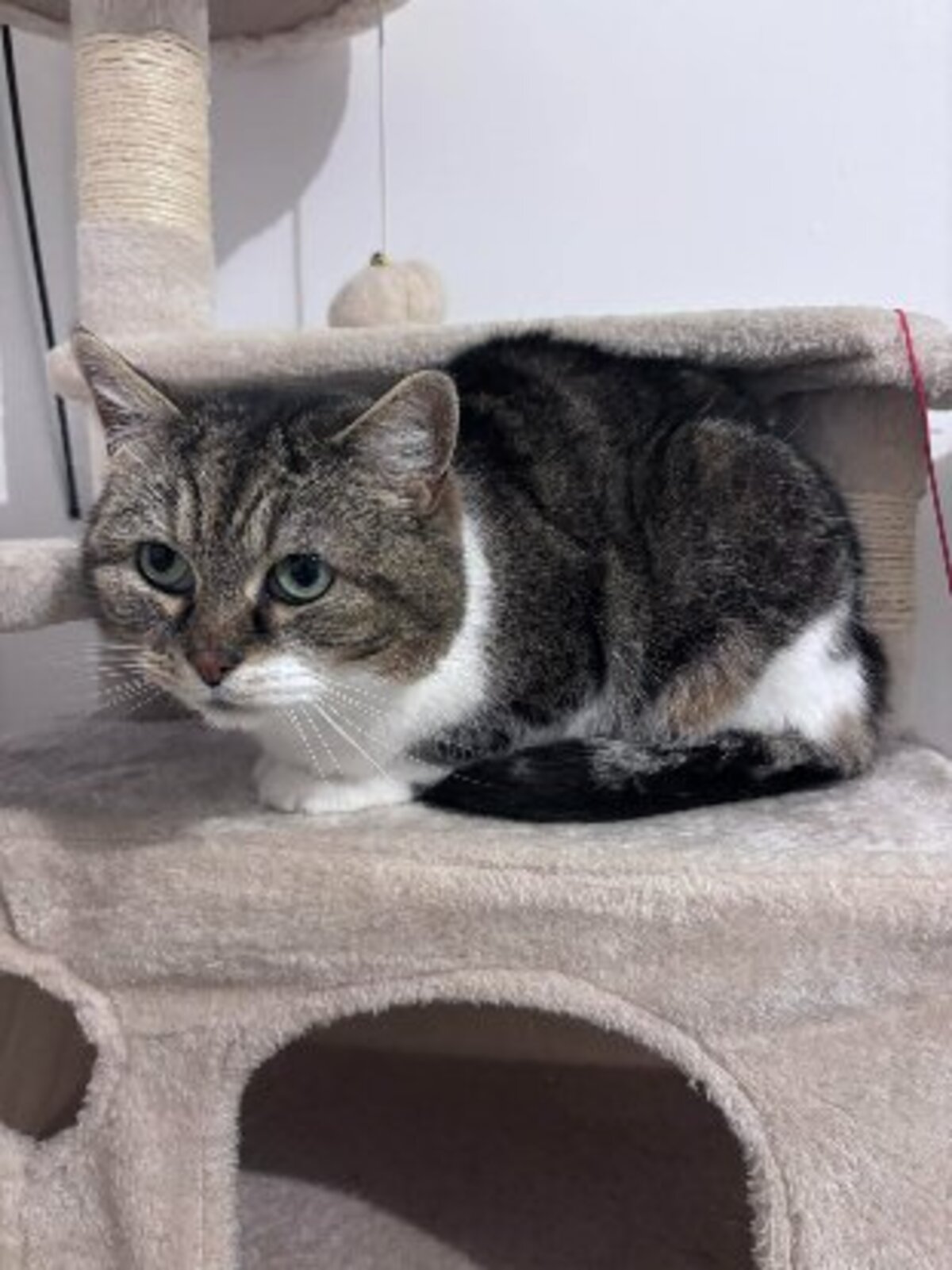 Adoption Boo