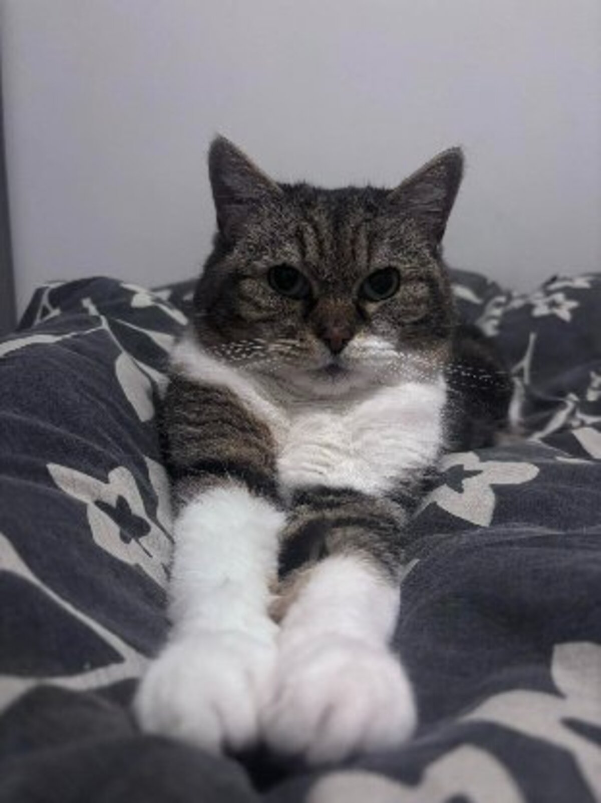 Adoption Boo