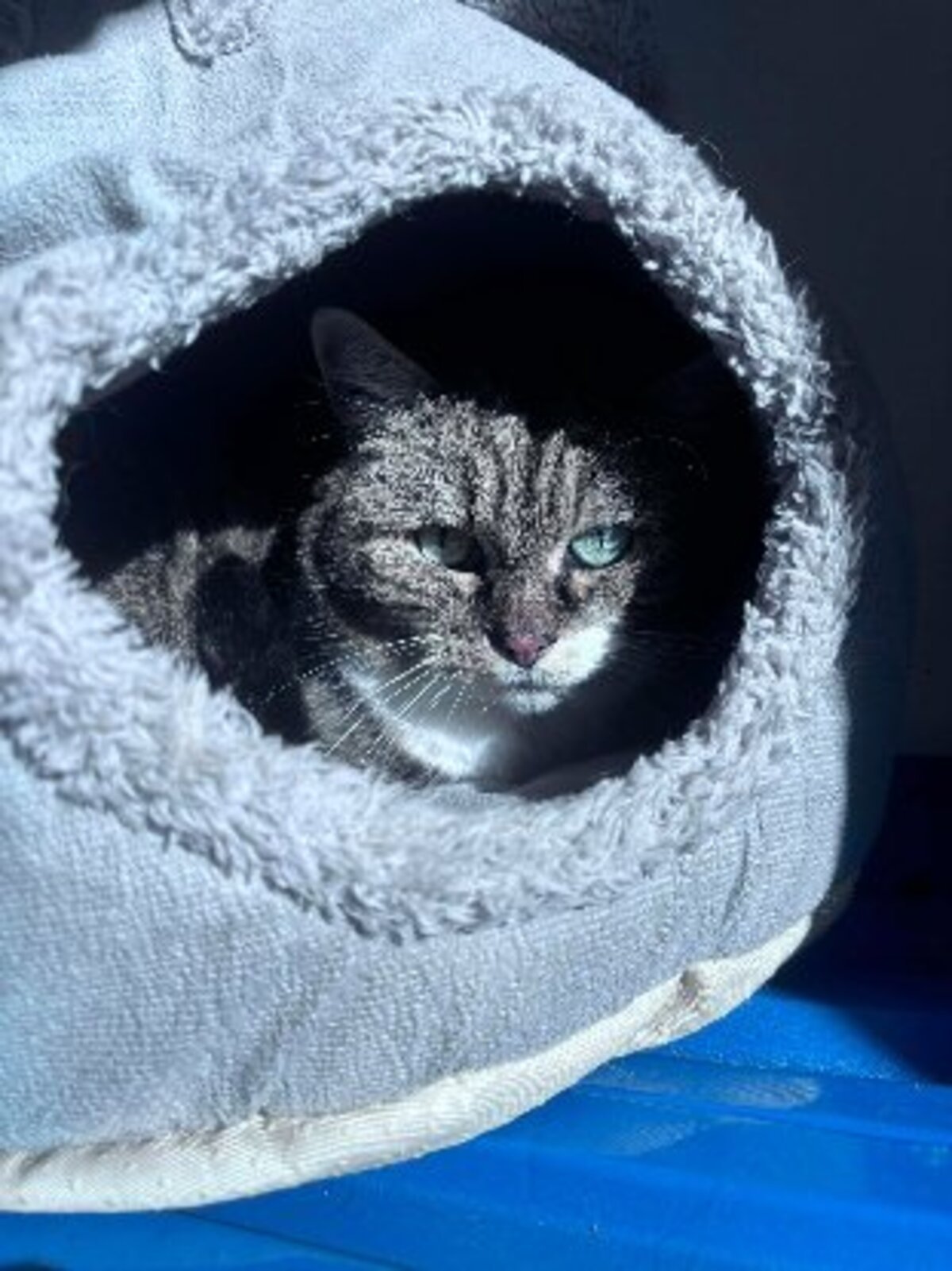 Adoption Boo