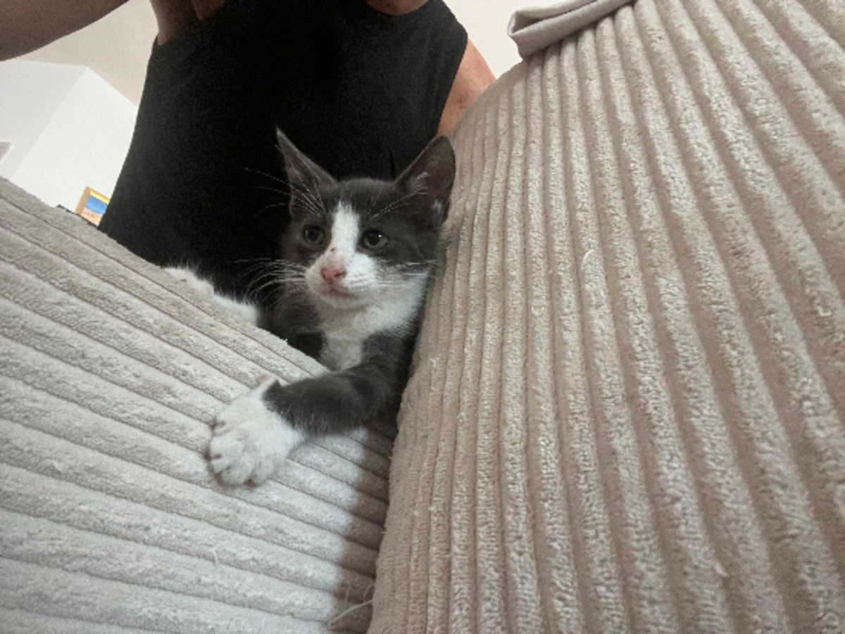 Adoption Boo