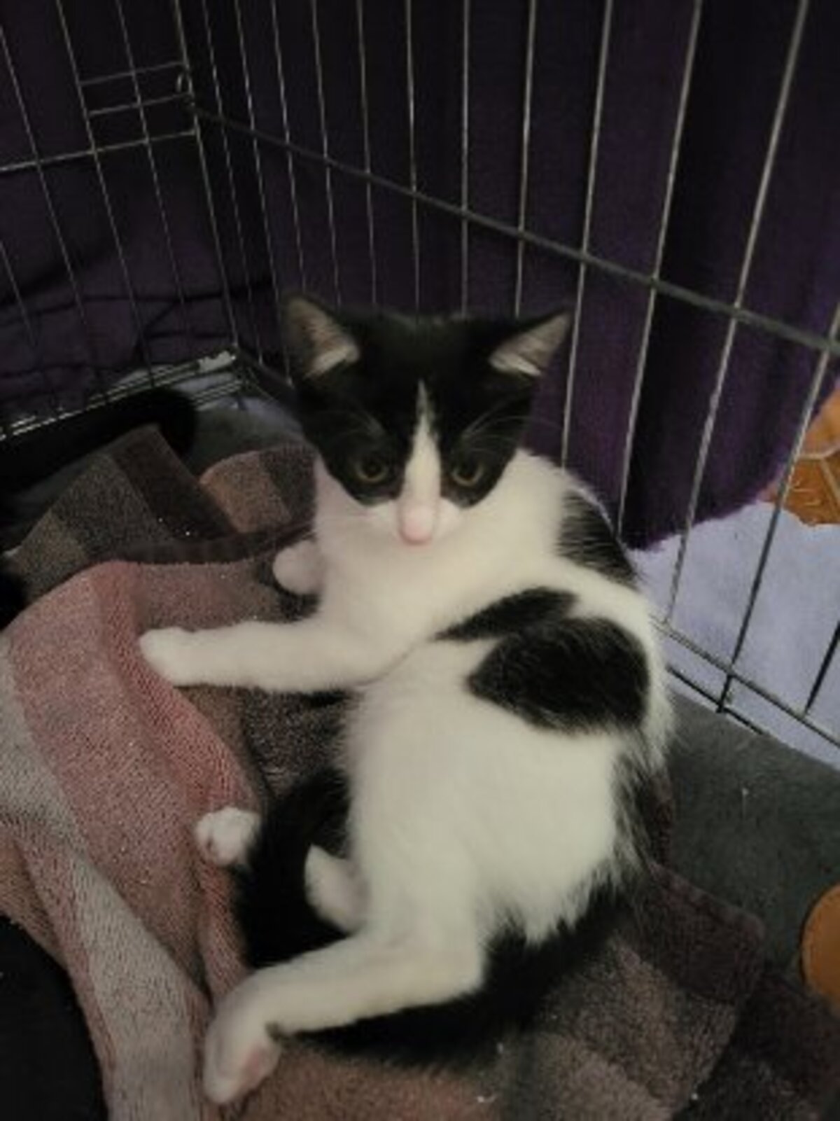 Adoption Boogie