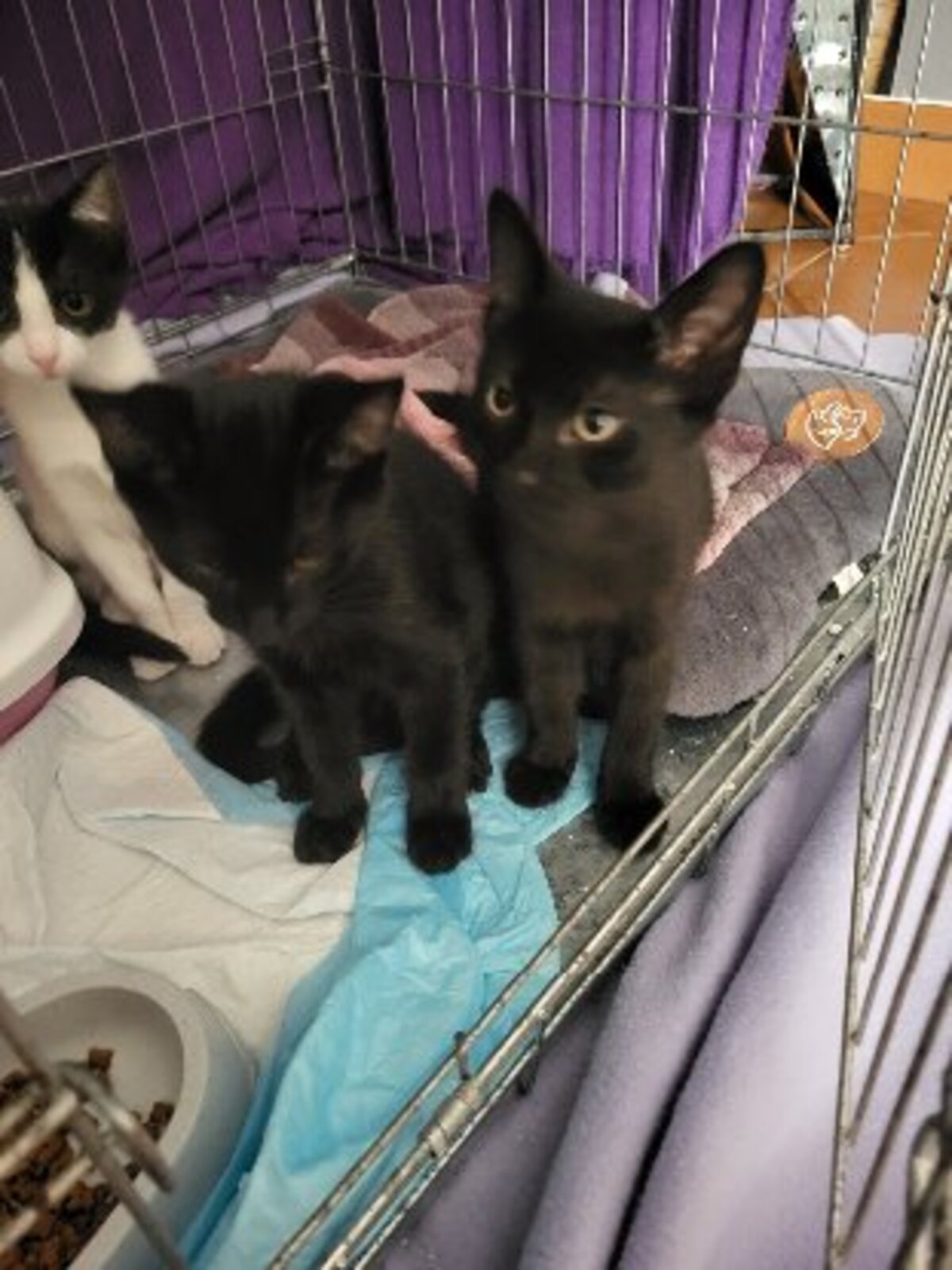Adoption Bouba
