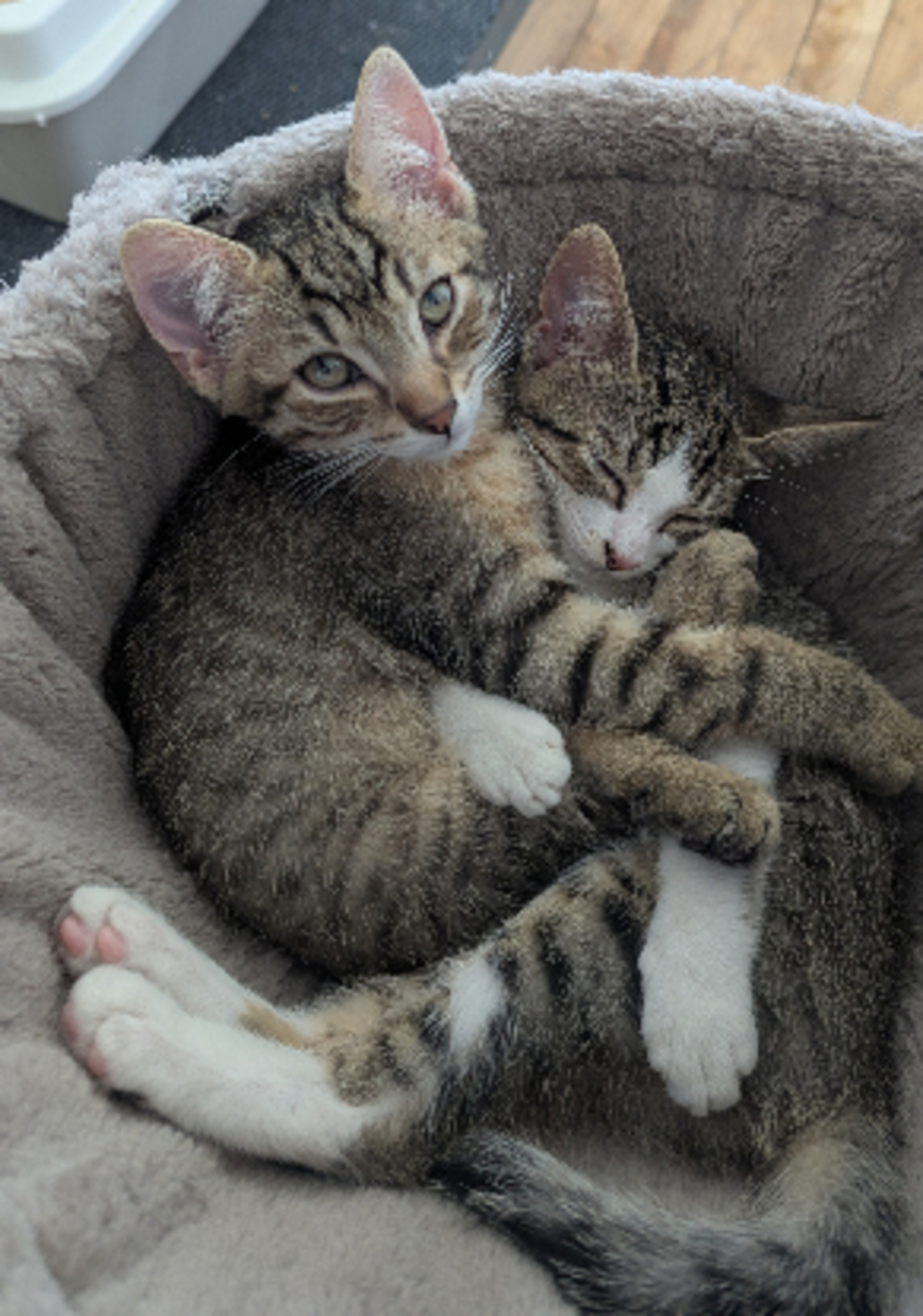 Adoption Boustiflor
