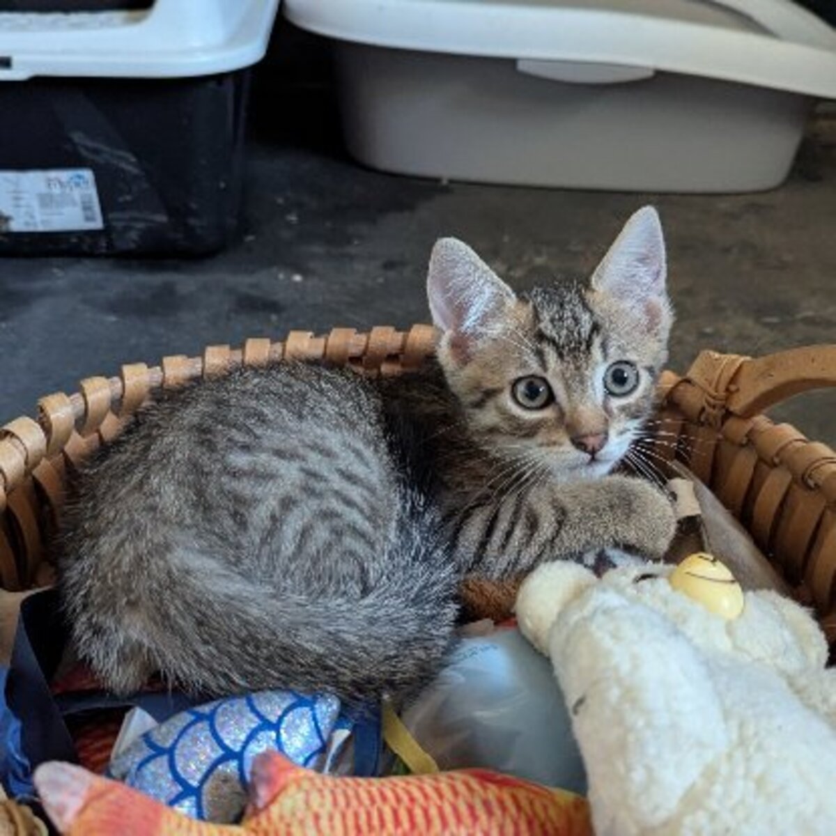 Adoption Boustiflor