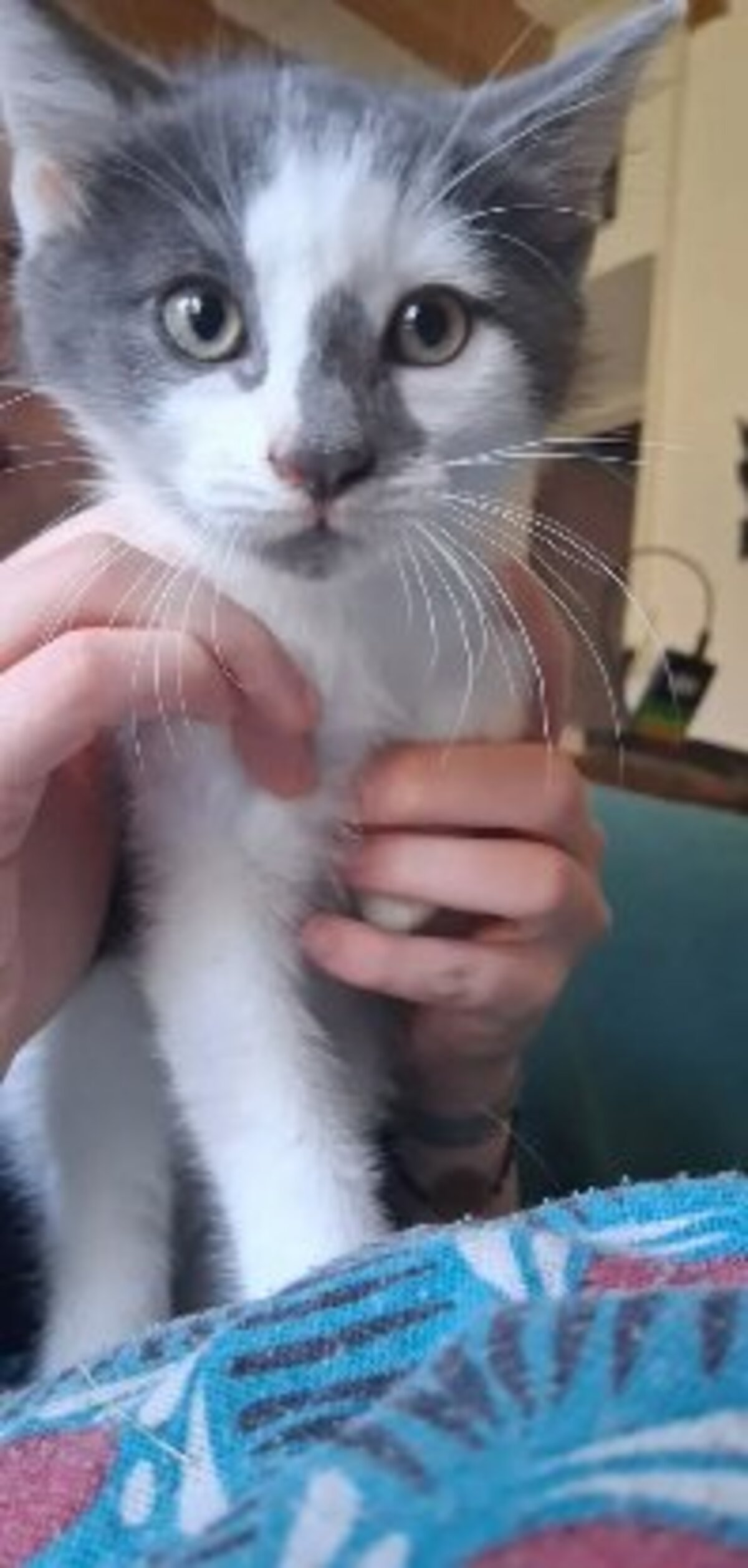 Adoption Bowie