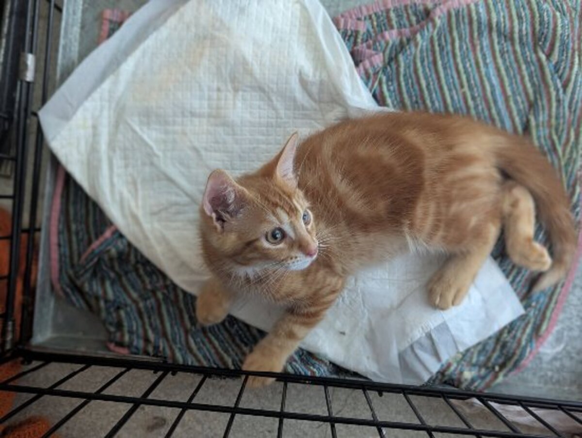Adoption Bowie et ses frères et soeurs