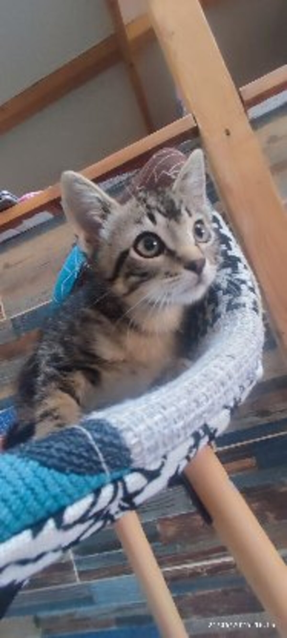 Adoption Bowie et ses frères et soeurs